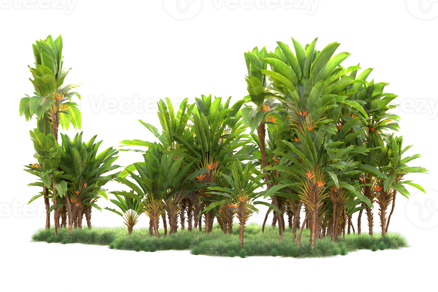 Tropical forest isolated on transparent background. 3d rendering - illustration png