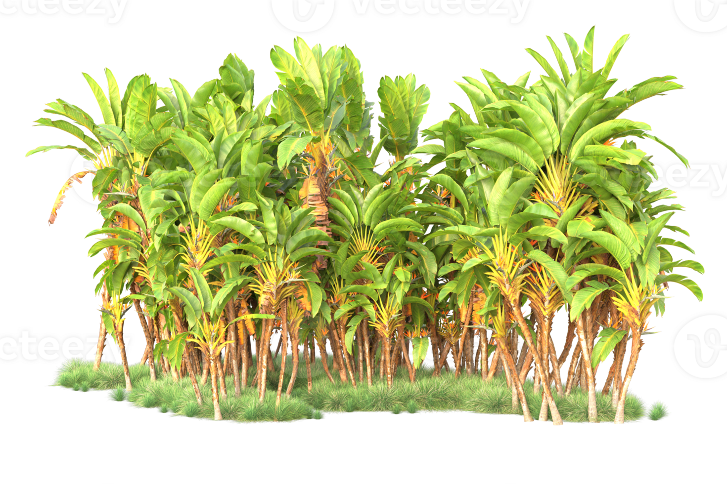 Tropical forest isolated on transparent background. 3d rendering - illustration png