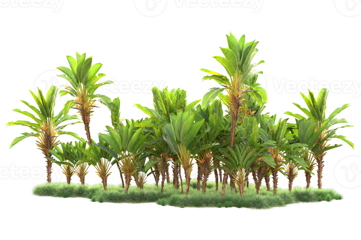 Tropical forest isolated on transparent background. 3d rendering - illustration png