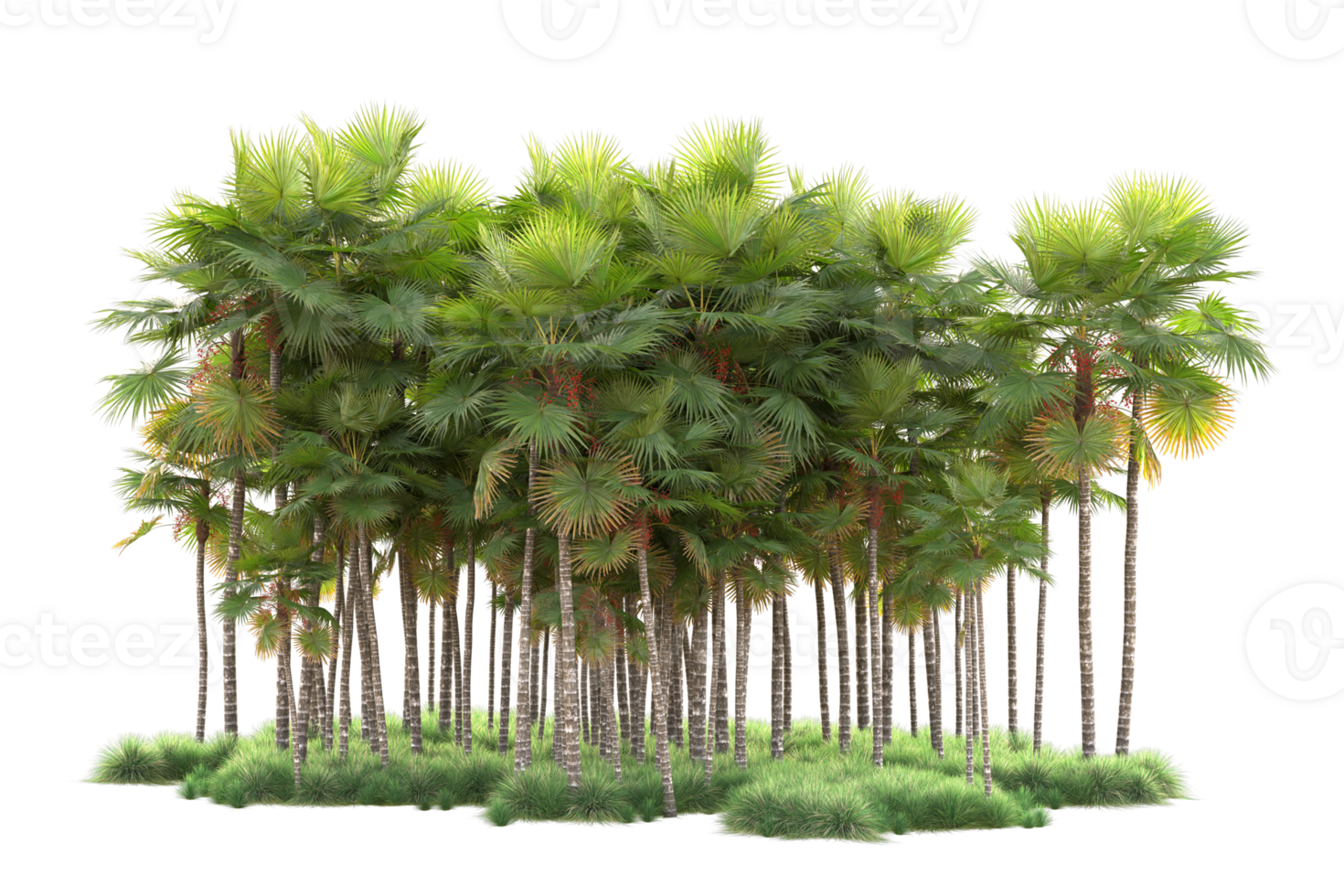 Tropical forest isolated on transparent background. 3d rendering - illustration png