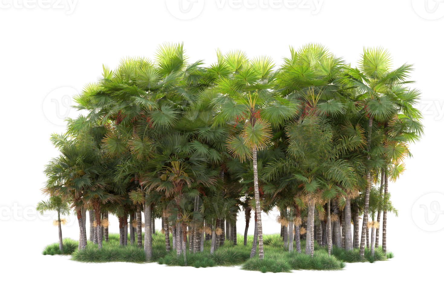 Tropical forest isolated on transparent background. 3d rendering - illustration png
