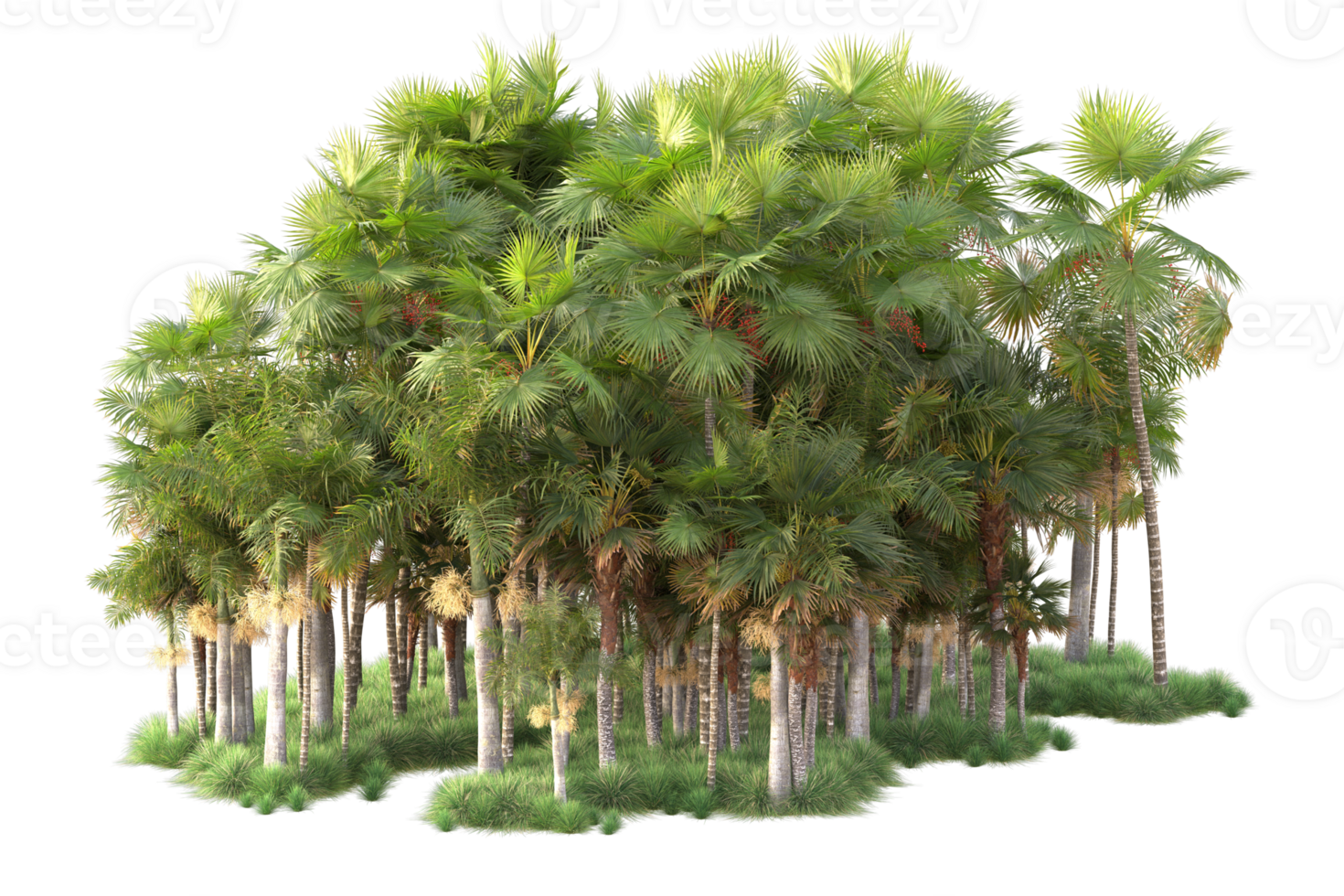 Tropical forest isolated on transparent background. 3d rendering - illustration png