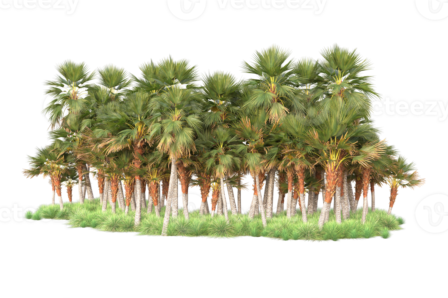 Tropical forest isolated on transparent background. 3d rendering - illustration png