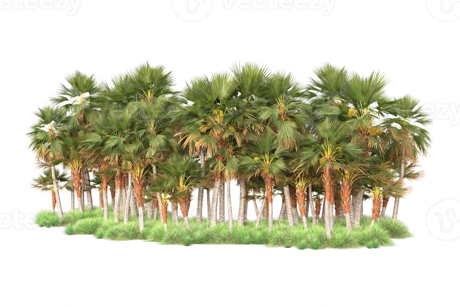 Tropical forest isolated on transparent background. 3d rendering - illustration png