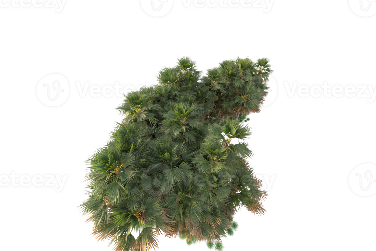Tropical forest isolated on transparent background. 3d rendering - illustration png