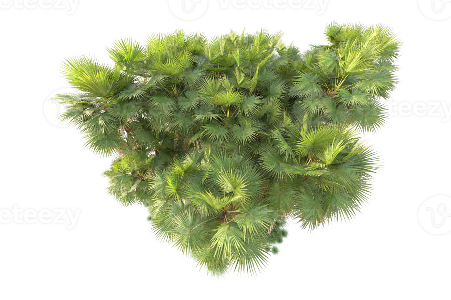 Tropical forest isolated on transparent background. 3d rendering - illustration png
