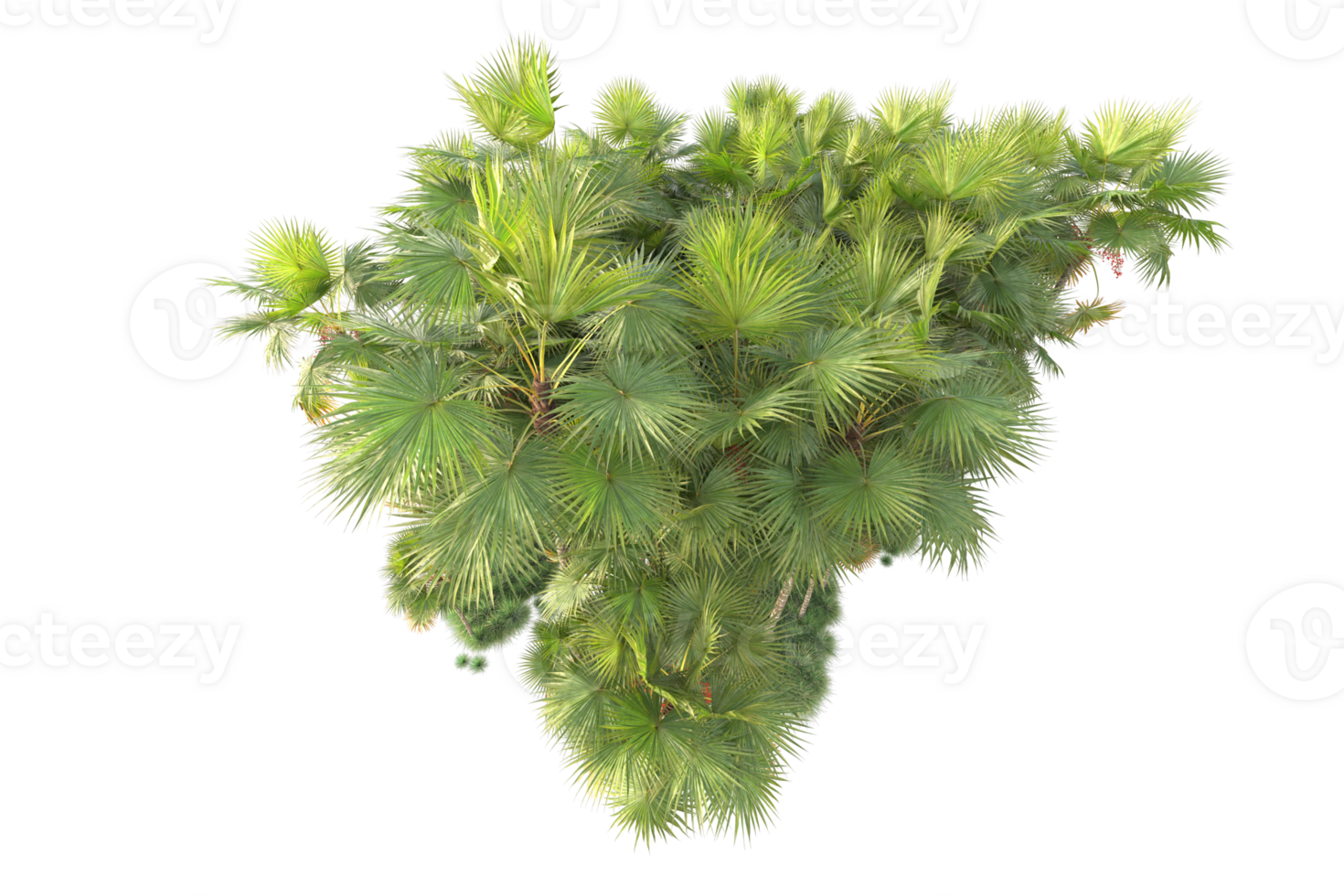Tropical forest isolated on transparent background. 3d rendering - illustration png