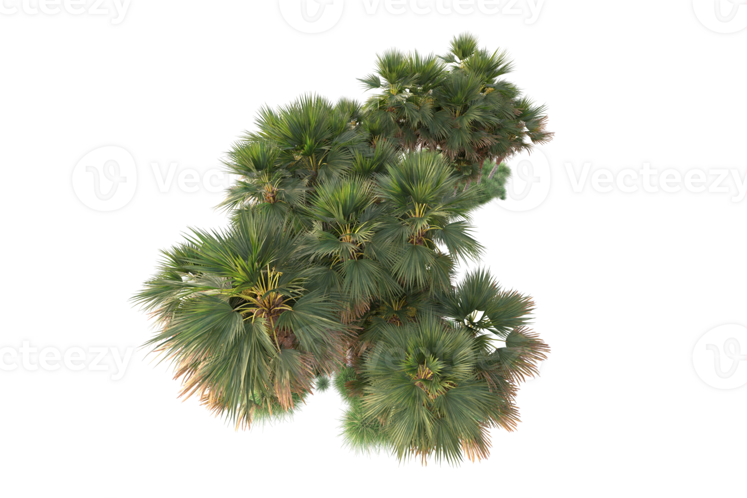 Tropical forest isolated on transparent background. 3d rendering - illustration png