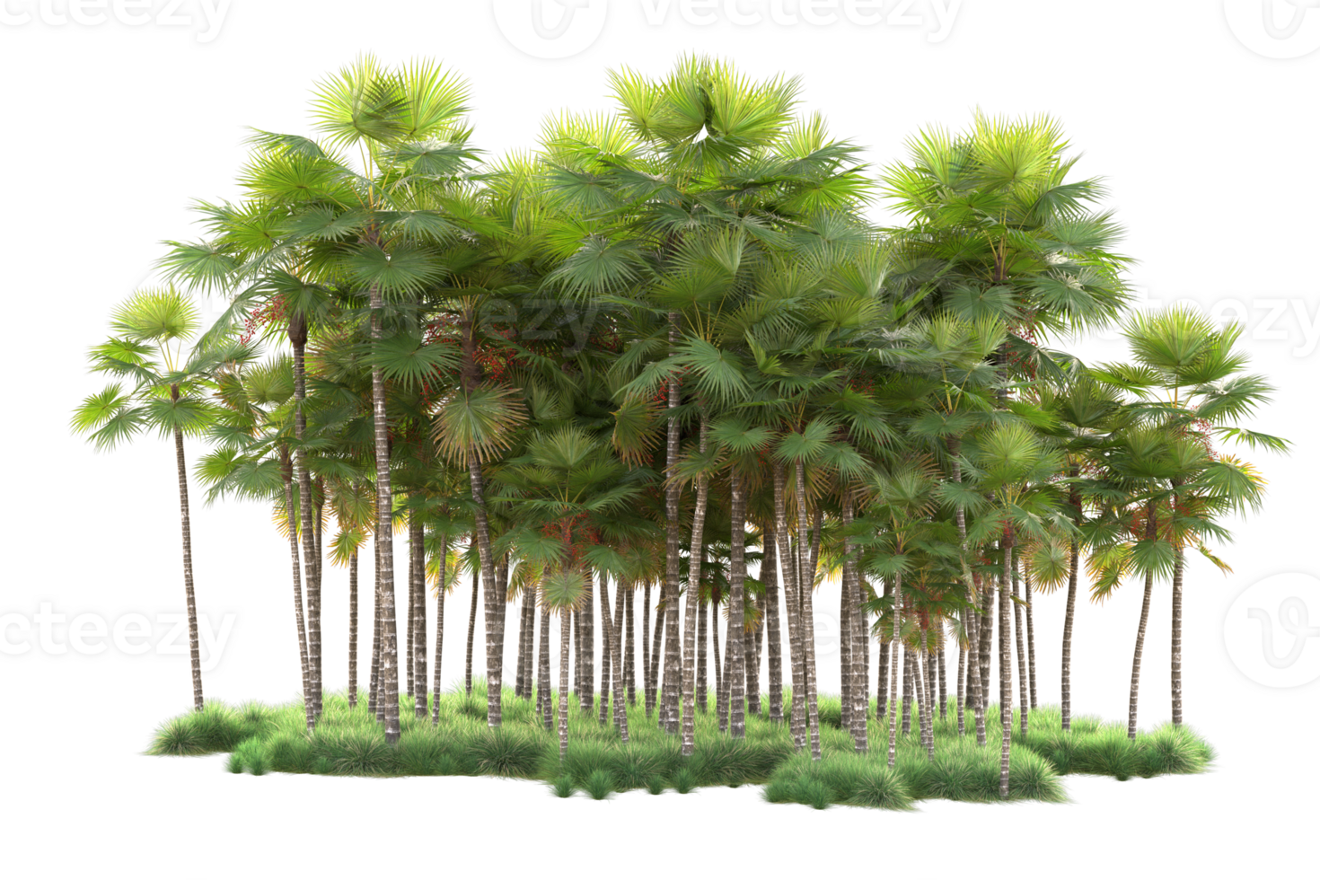 Tropical forest isolated on transparent background. 3d rendering - illustration png