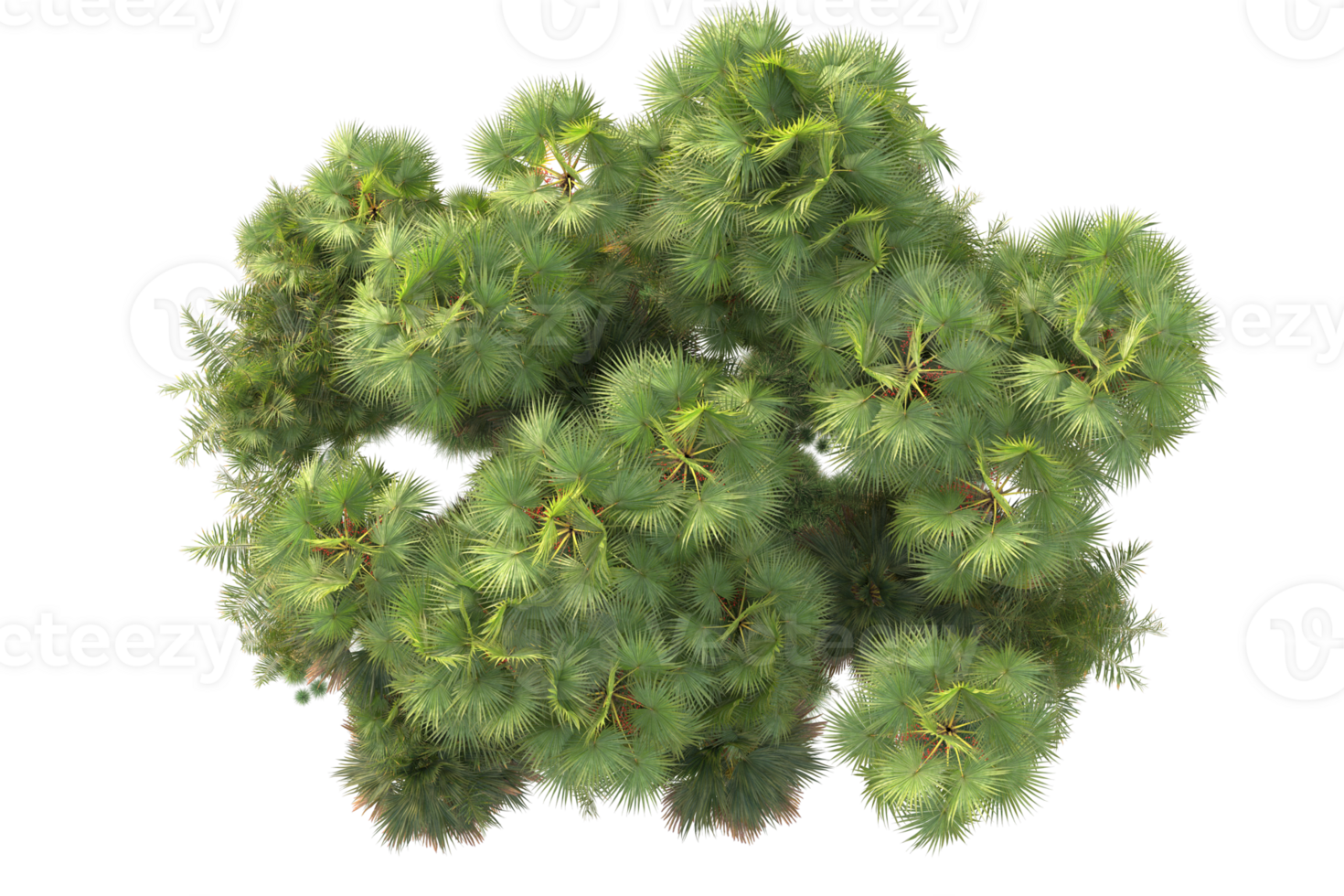 Tropical forest isolated on transparent background. 3d rendering - illustration png