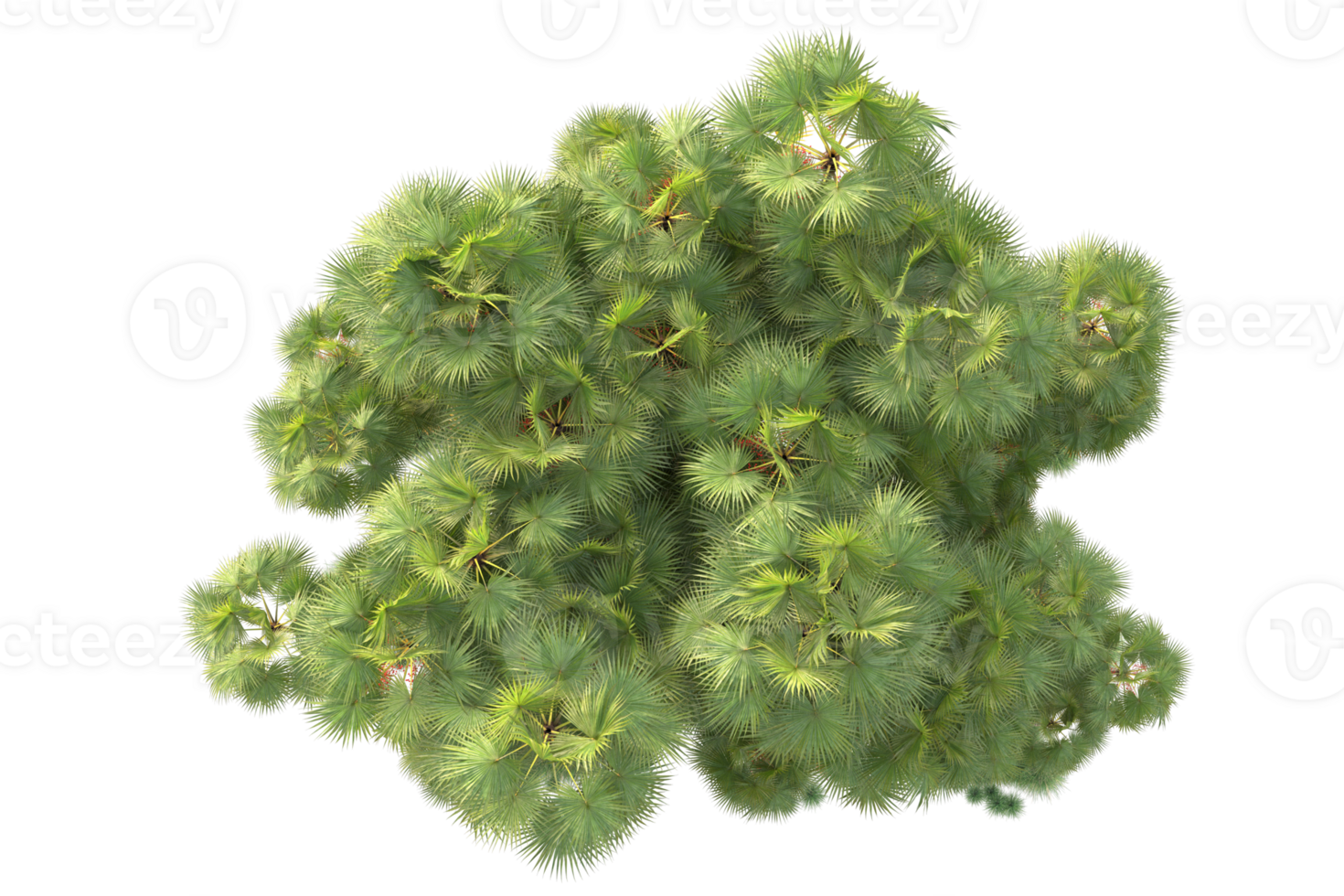 Tropical forest isolated on transparent background. 3d rendering - illustration png