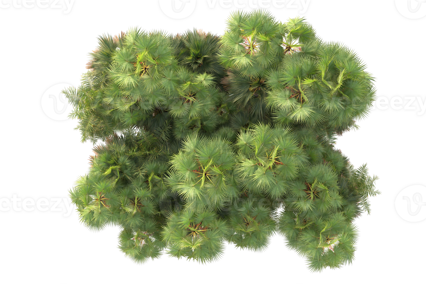 Tropical forest isolated on transparent background. 3d rendering - illustration png