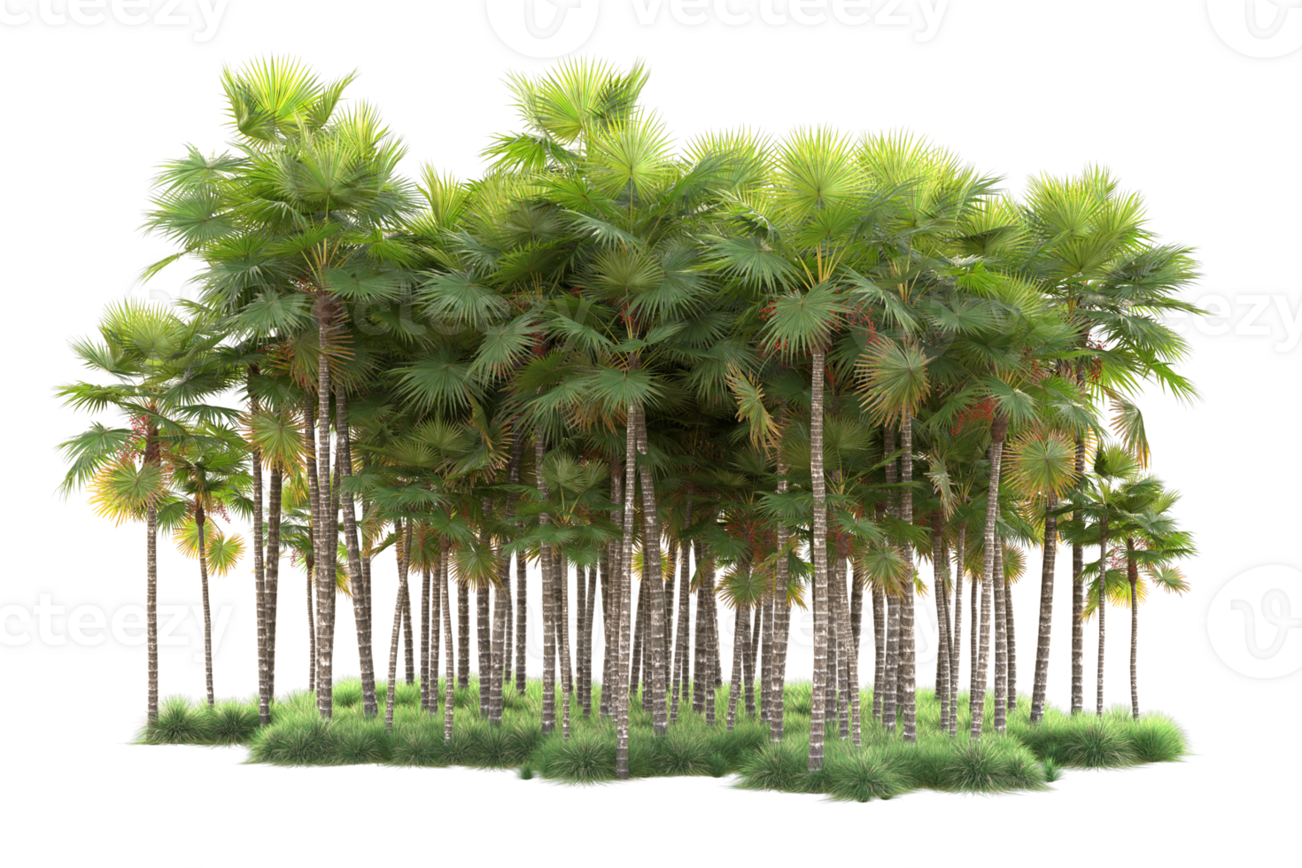 Tropical forest isolated on transparent background. 3d rendering - illustration png
