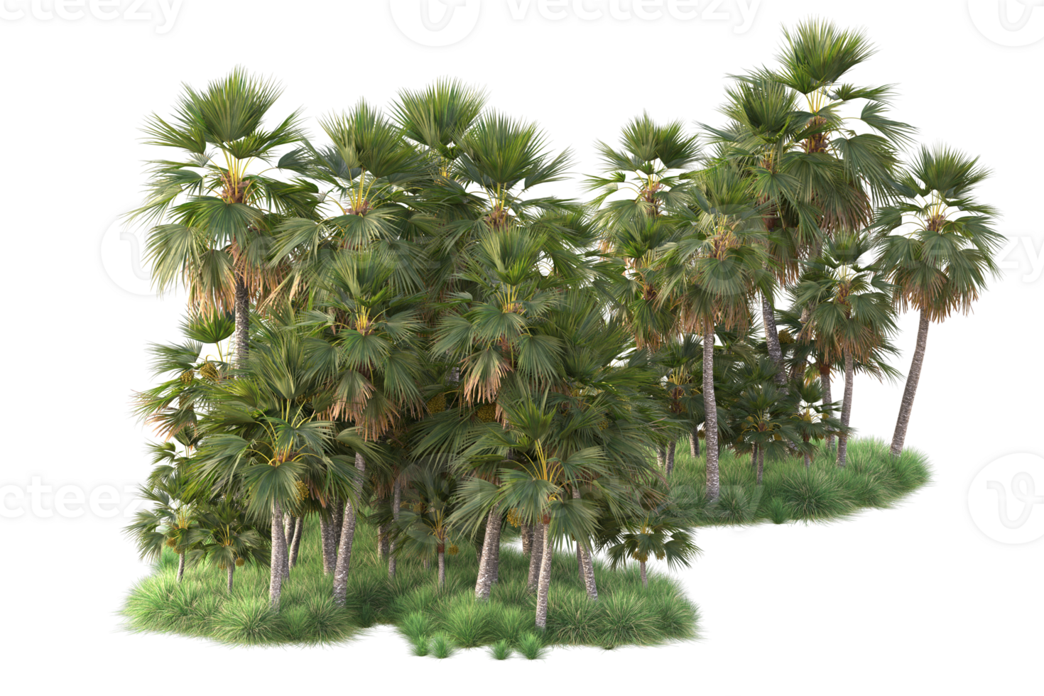 Tropical forest isolated on transparent background. 3d rendering - illustration png