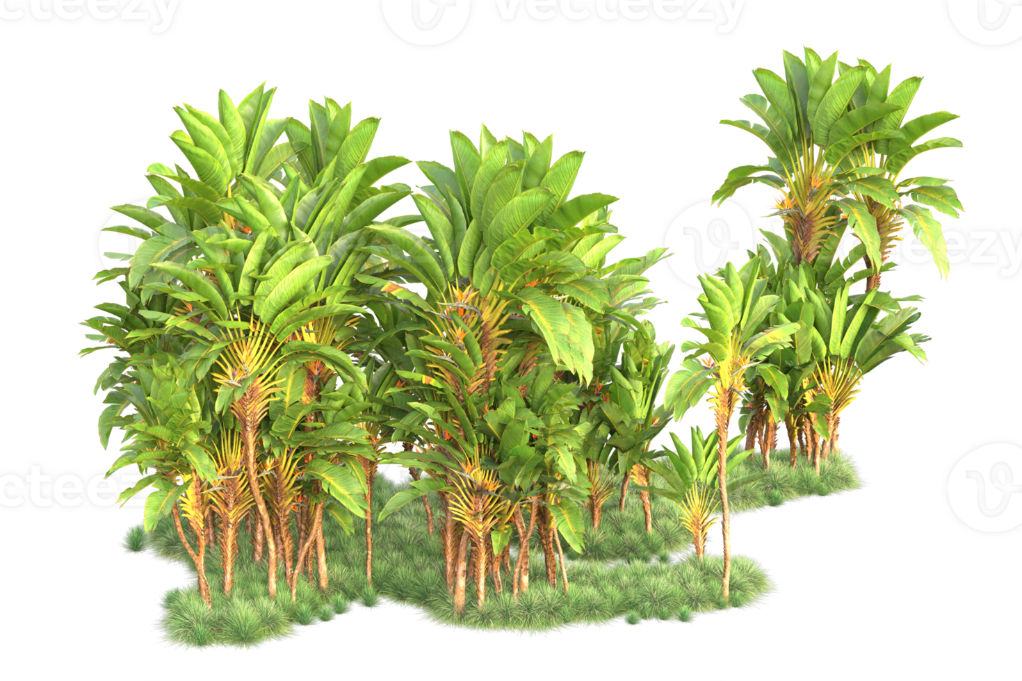 Tropical forest isolated on transparent background. 3d rendering - illustration png
