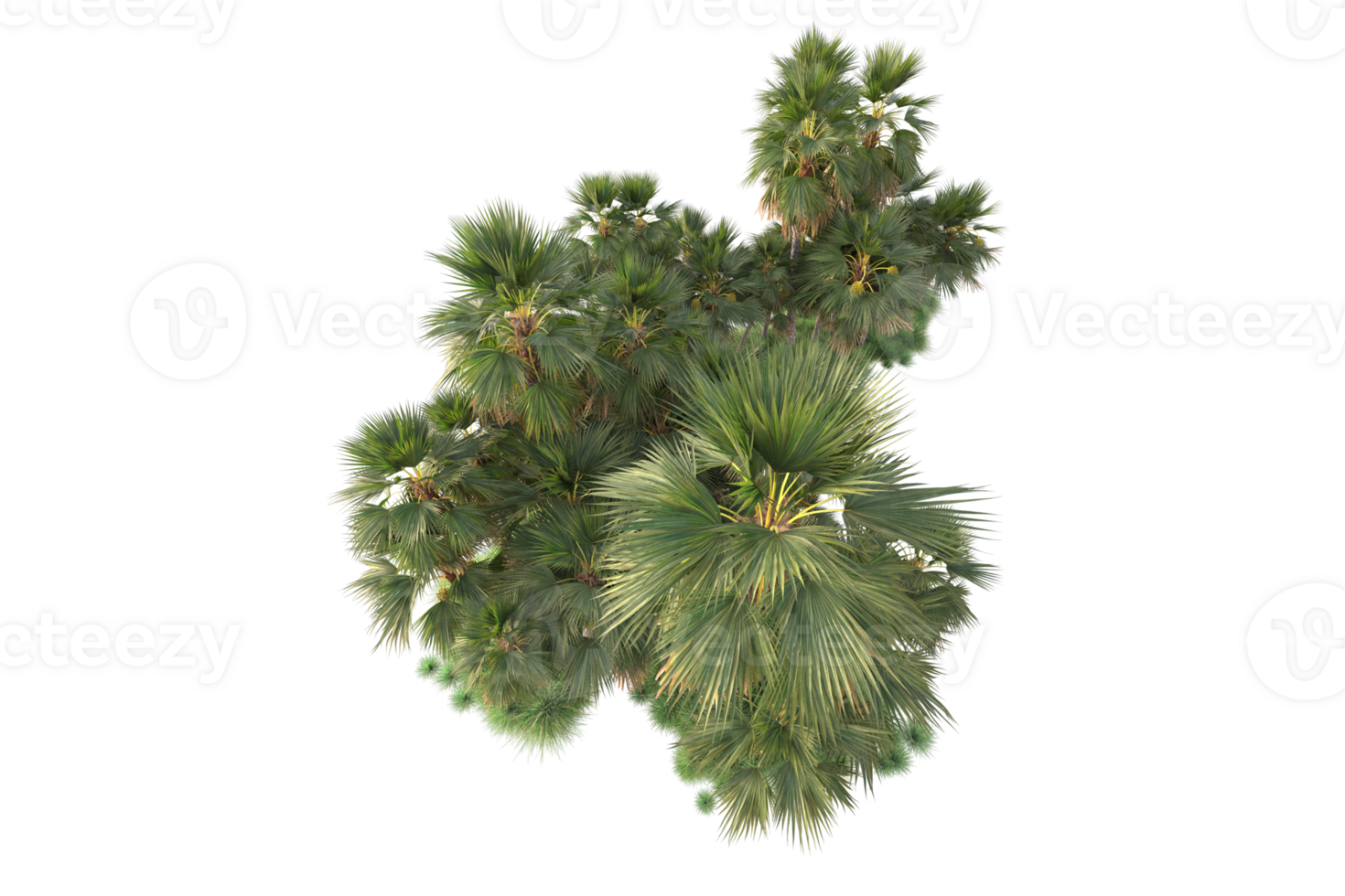 Tropical forest isolated on transparent background. 3d rendering - illustration png