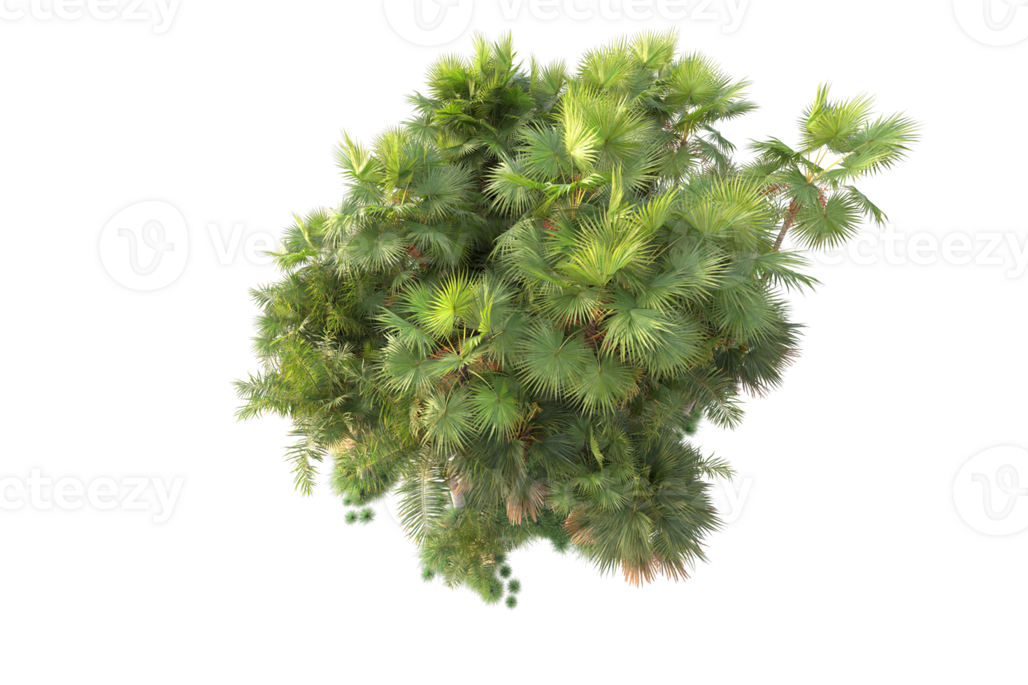 Tropical forest isolated on transparent background. 3d rendering - illustration png