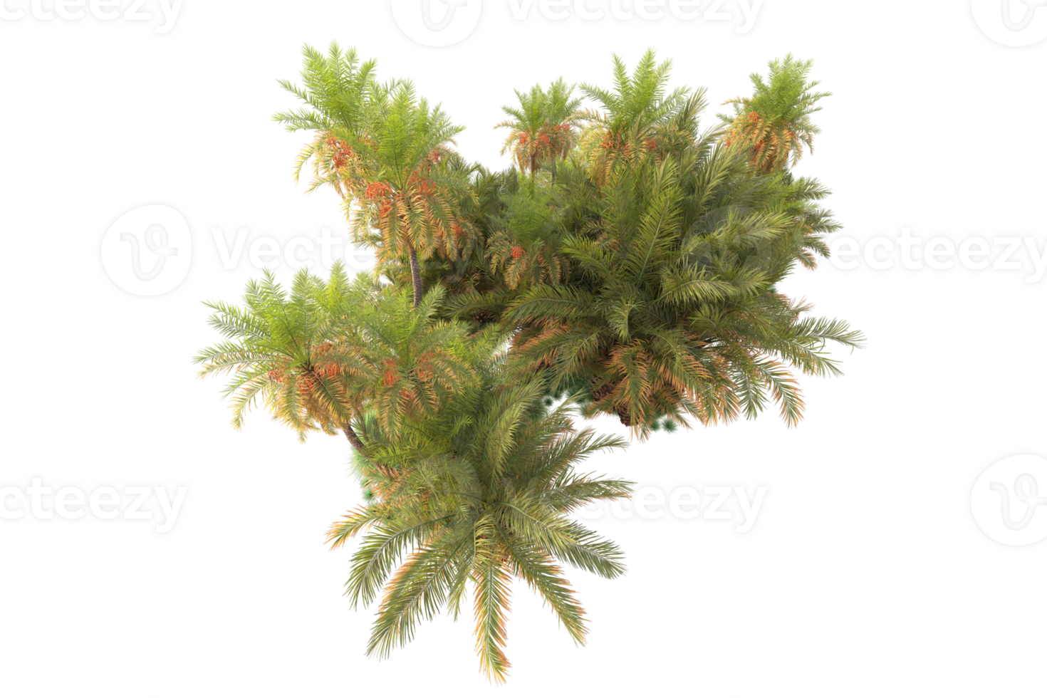 Tropical forest isolated on transparent background. 3d rendering - illustration png