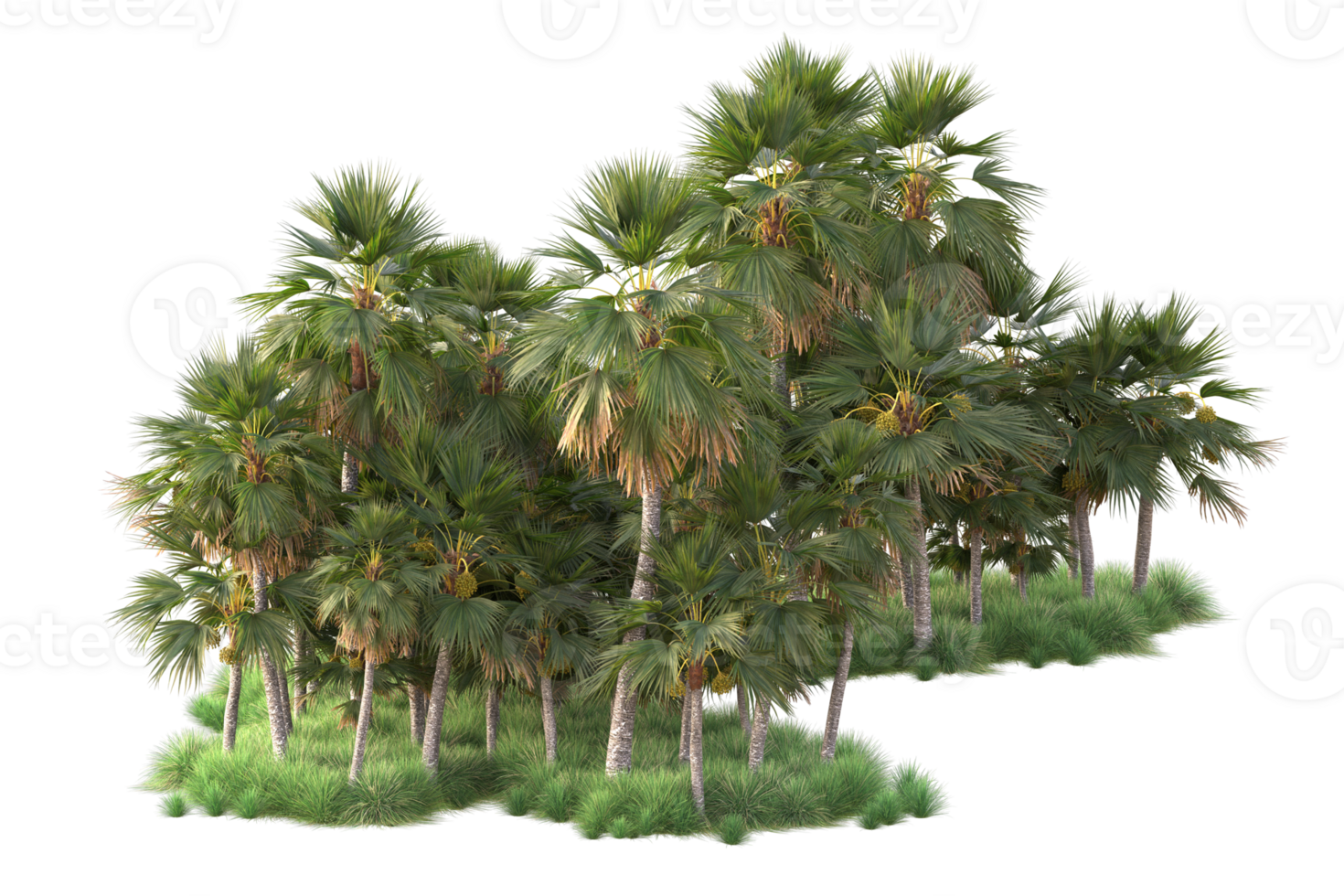 Tropical forest isolated on transparent background. 3d rendering - illustration png