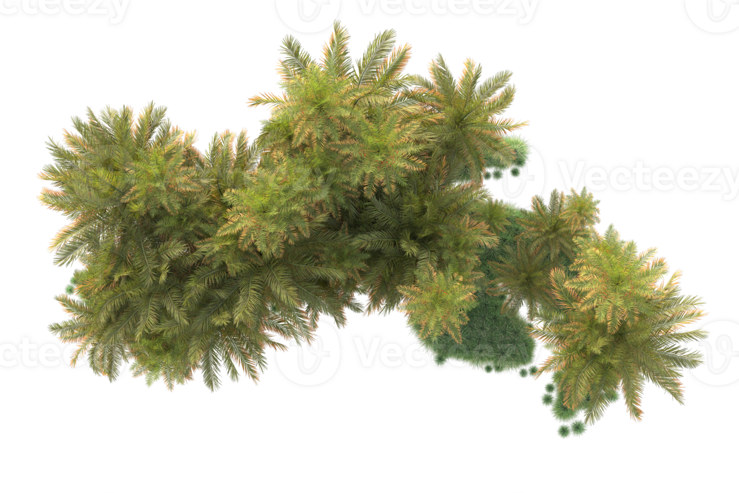 Tropical forest isolated on transparent background. 3d rendering - illustration png