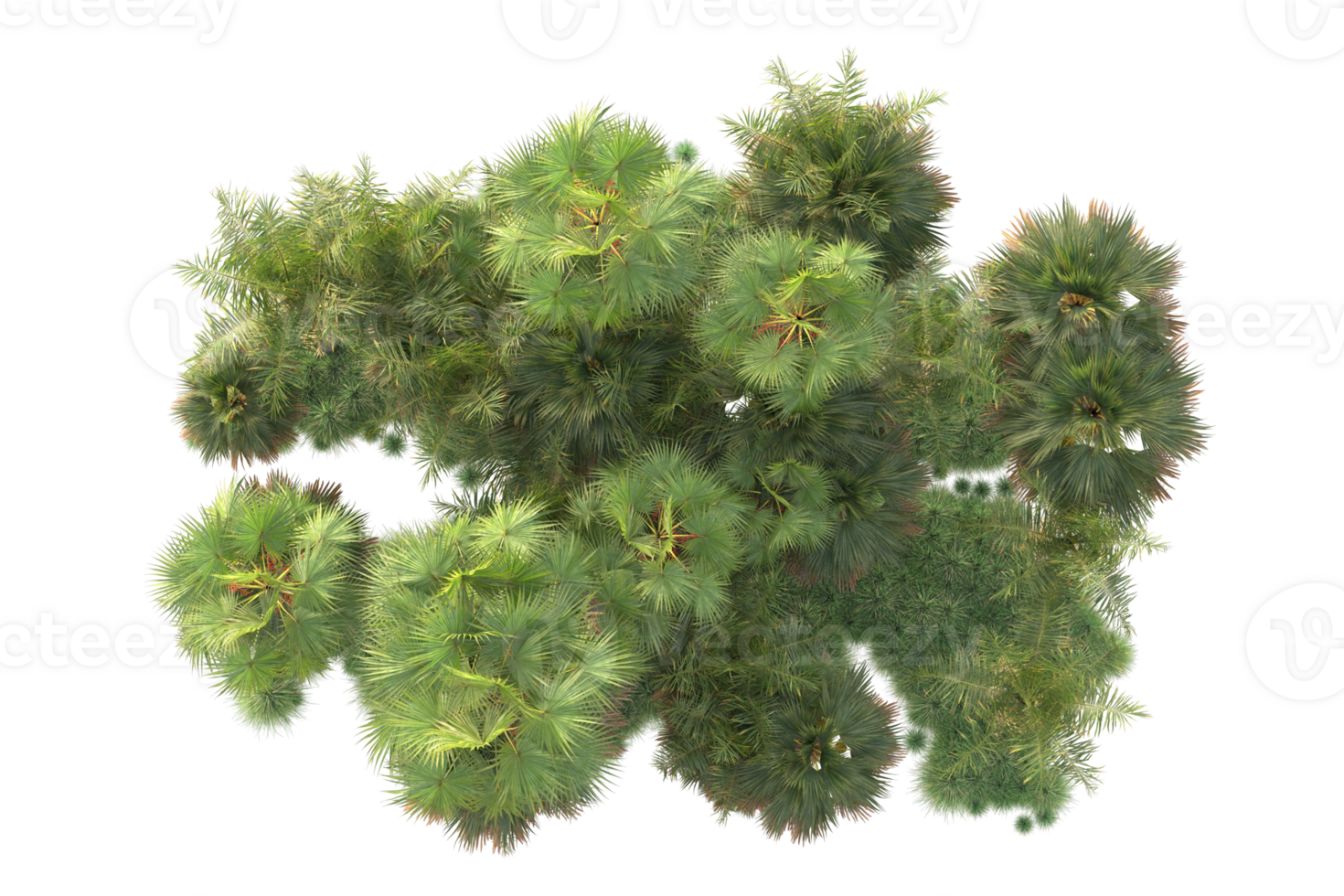 Tropical forest isolated on transparent background. 3d rendering - illustration png