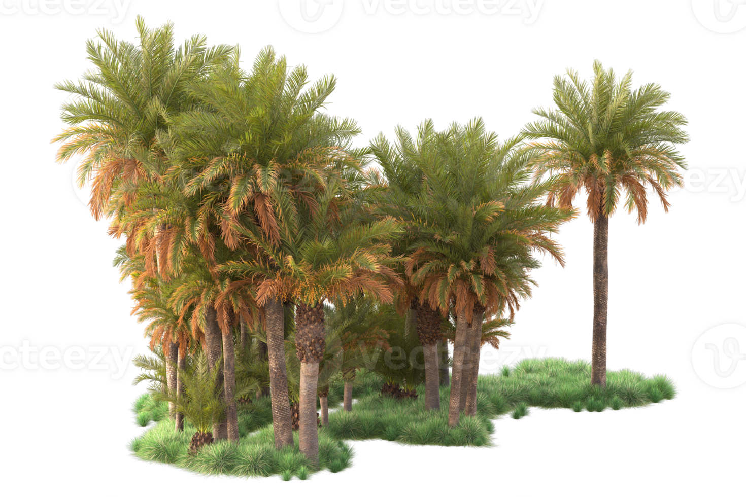 Tropical forest isolated on transparent background. 3d rendering - illustration png