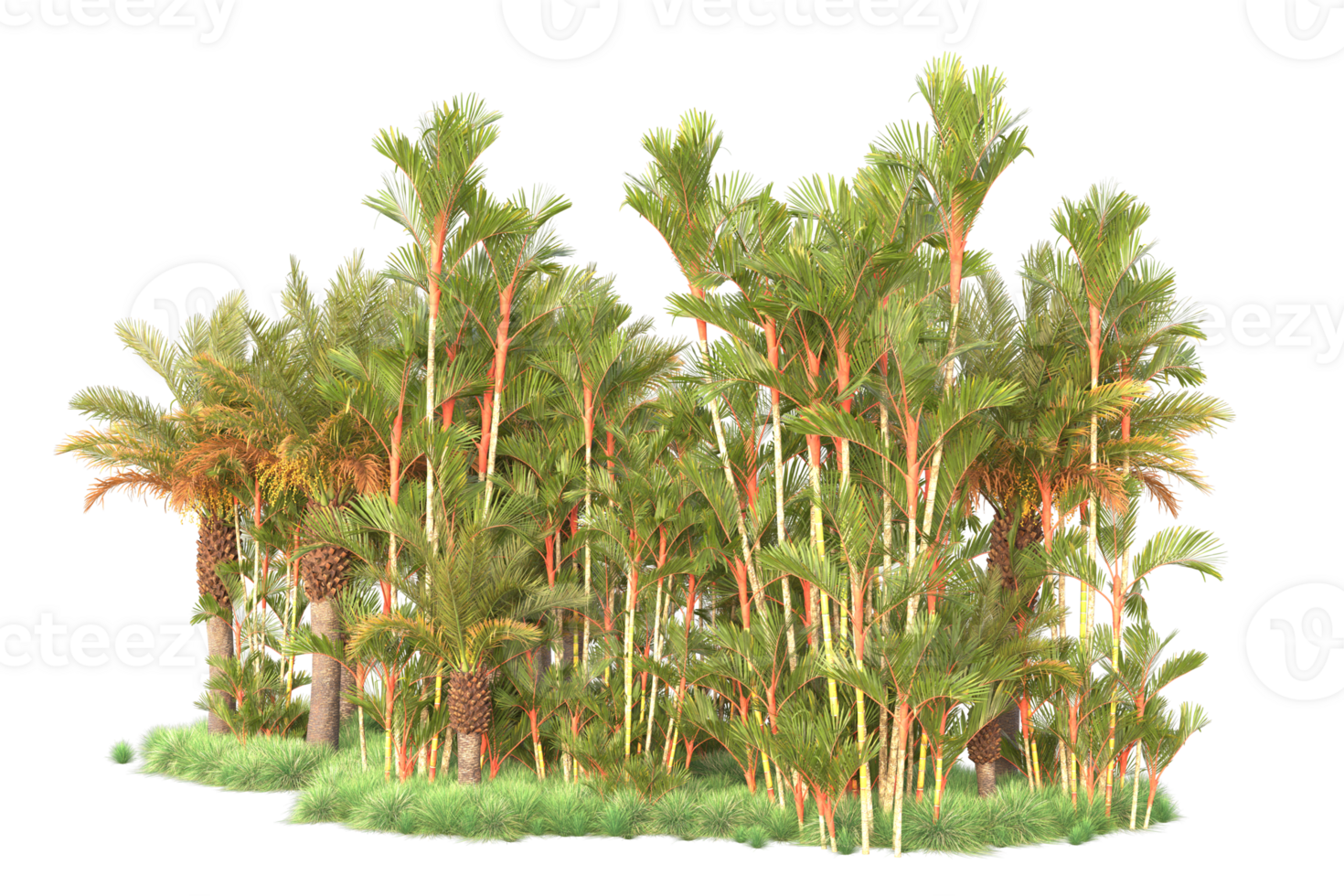 Tropical forest isolated on transparent background. 3d rendering - illustration png