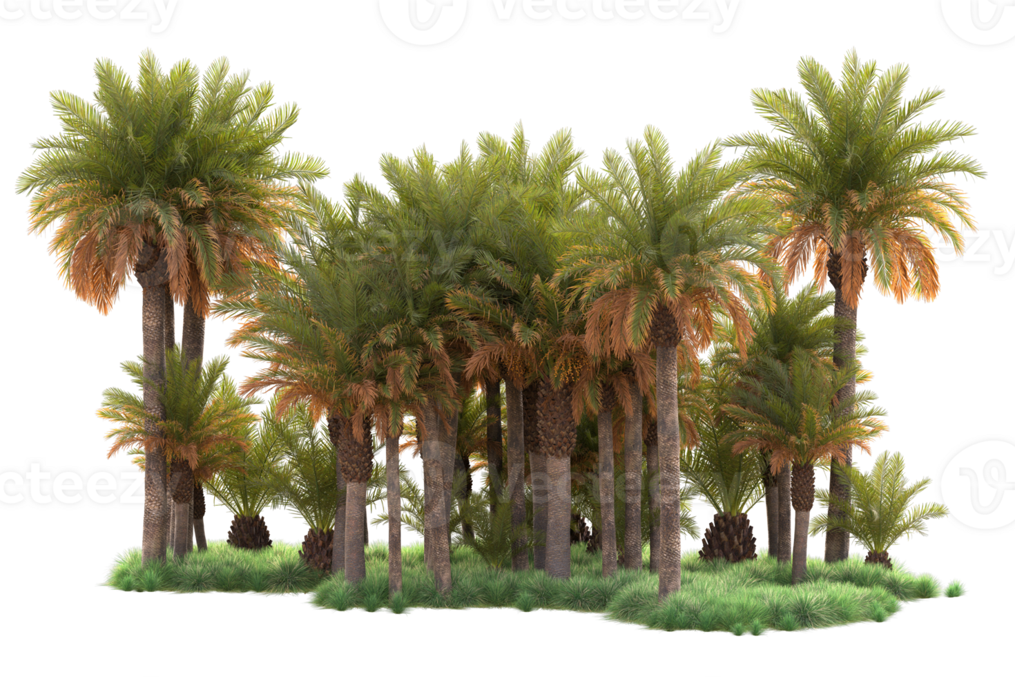 Tropical forest isolated on transparent background. 3d rendering - illustration png