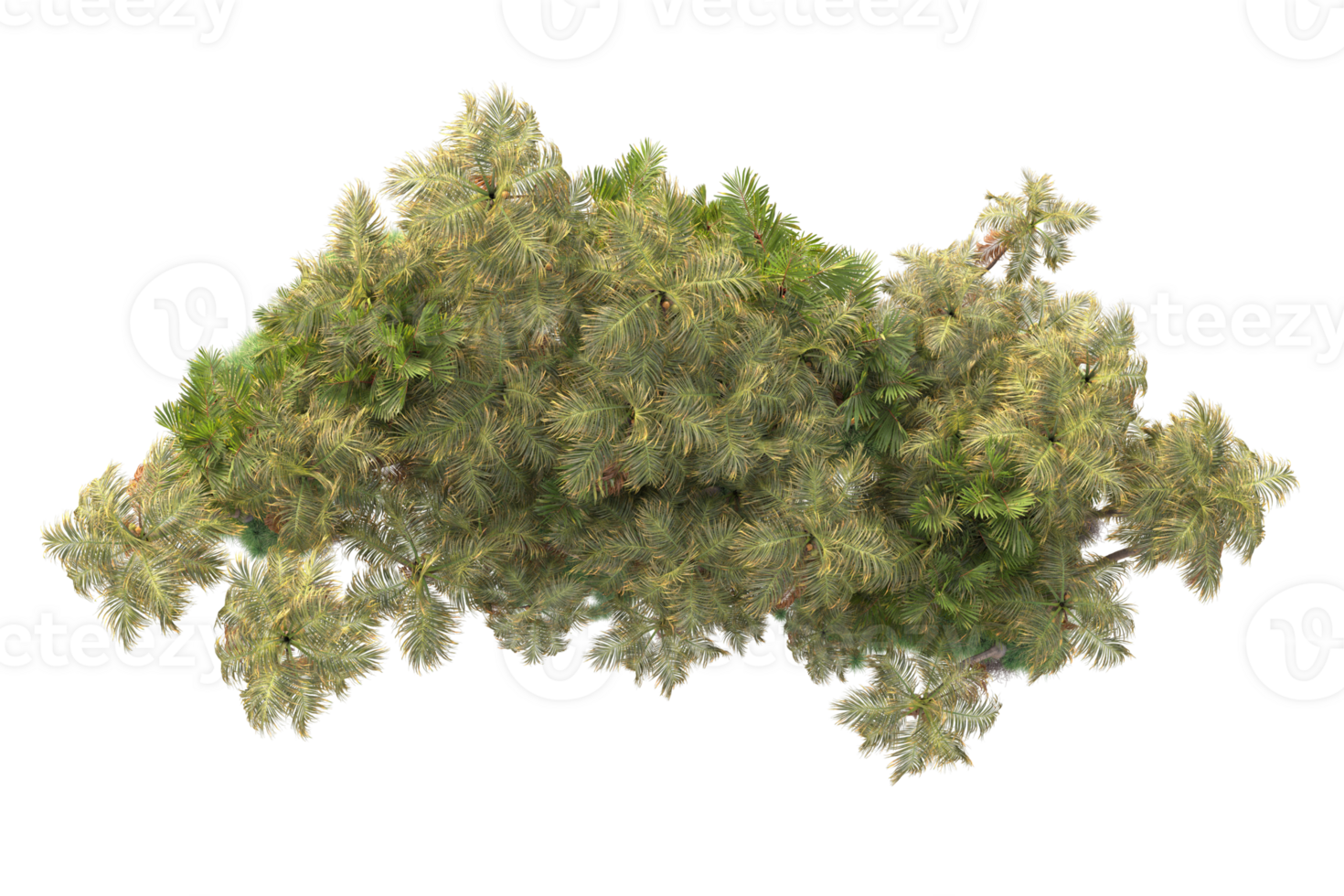 Tropical forest isolated on transparent background. 3d rendering - illustration png