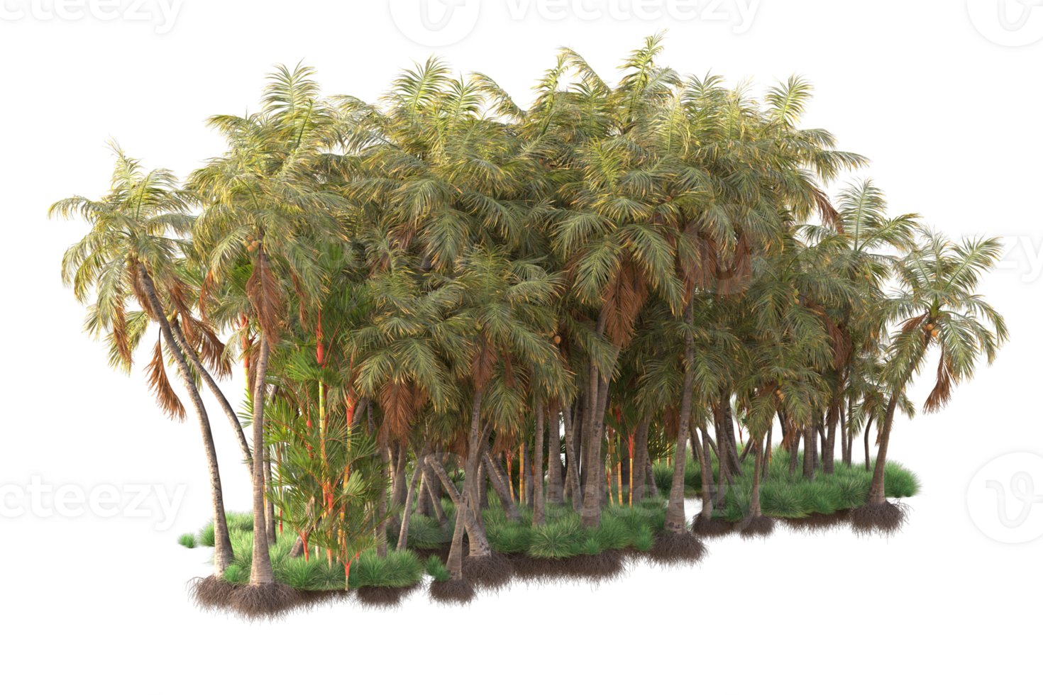 Tropical forest isolated on transparent background. 3d rendering - illustration png