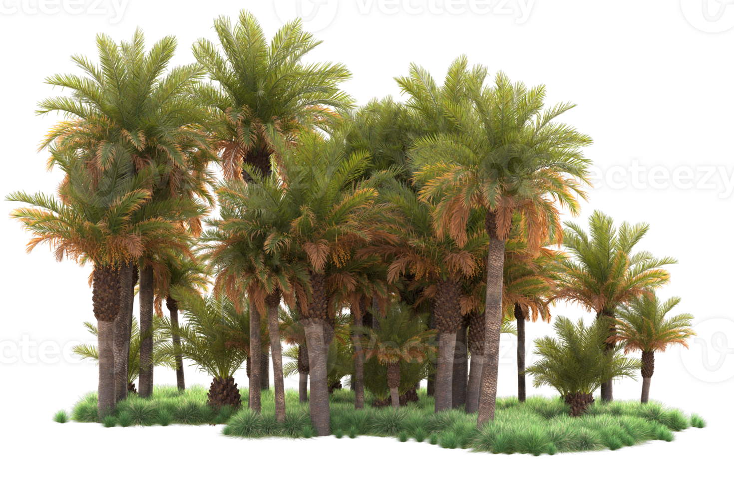 Tropical forest isolated on transparent background. 3d rendering - illustration png