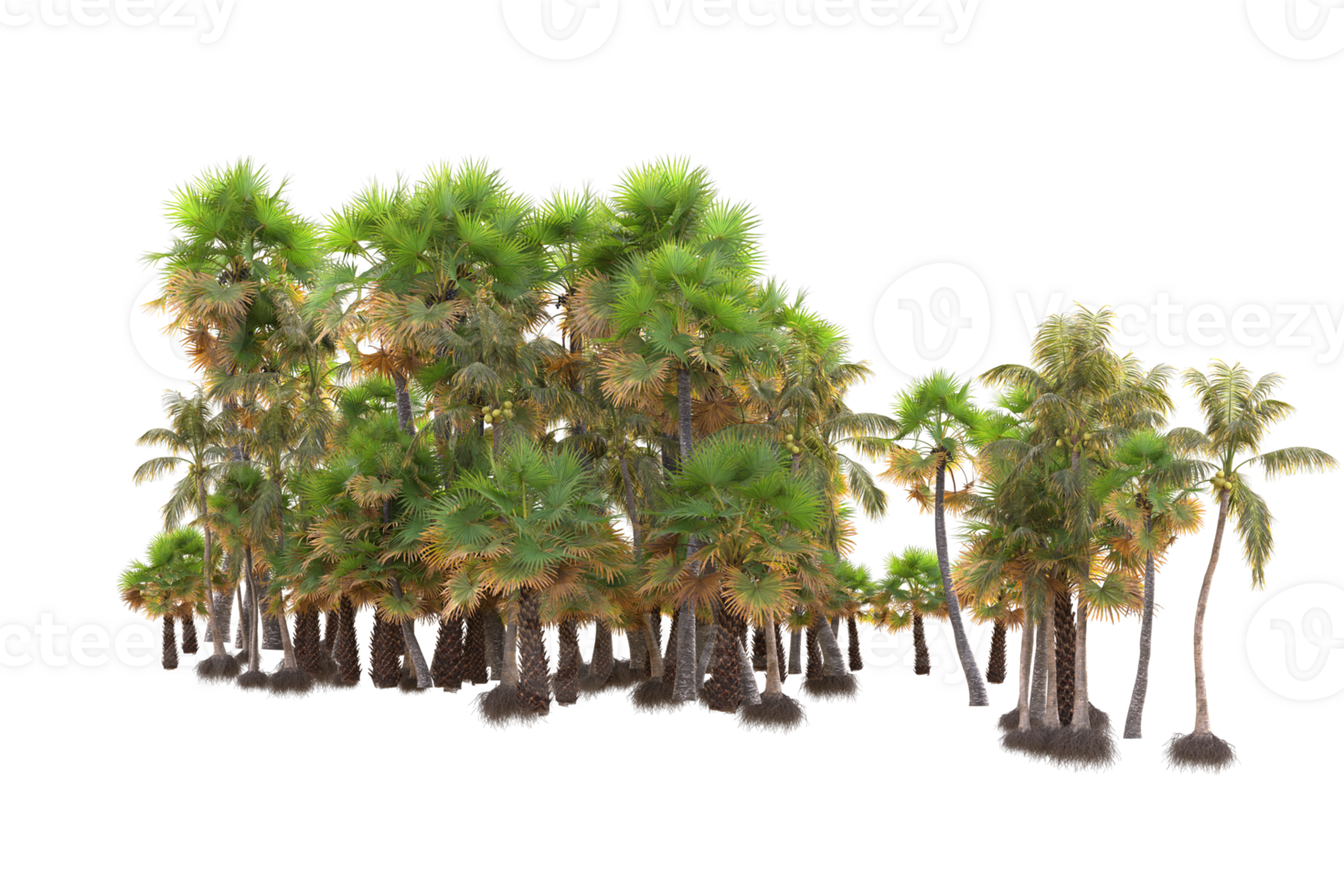 Tropical forest isolated on transparent background. 3d rendering - illustration png