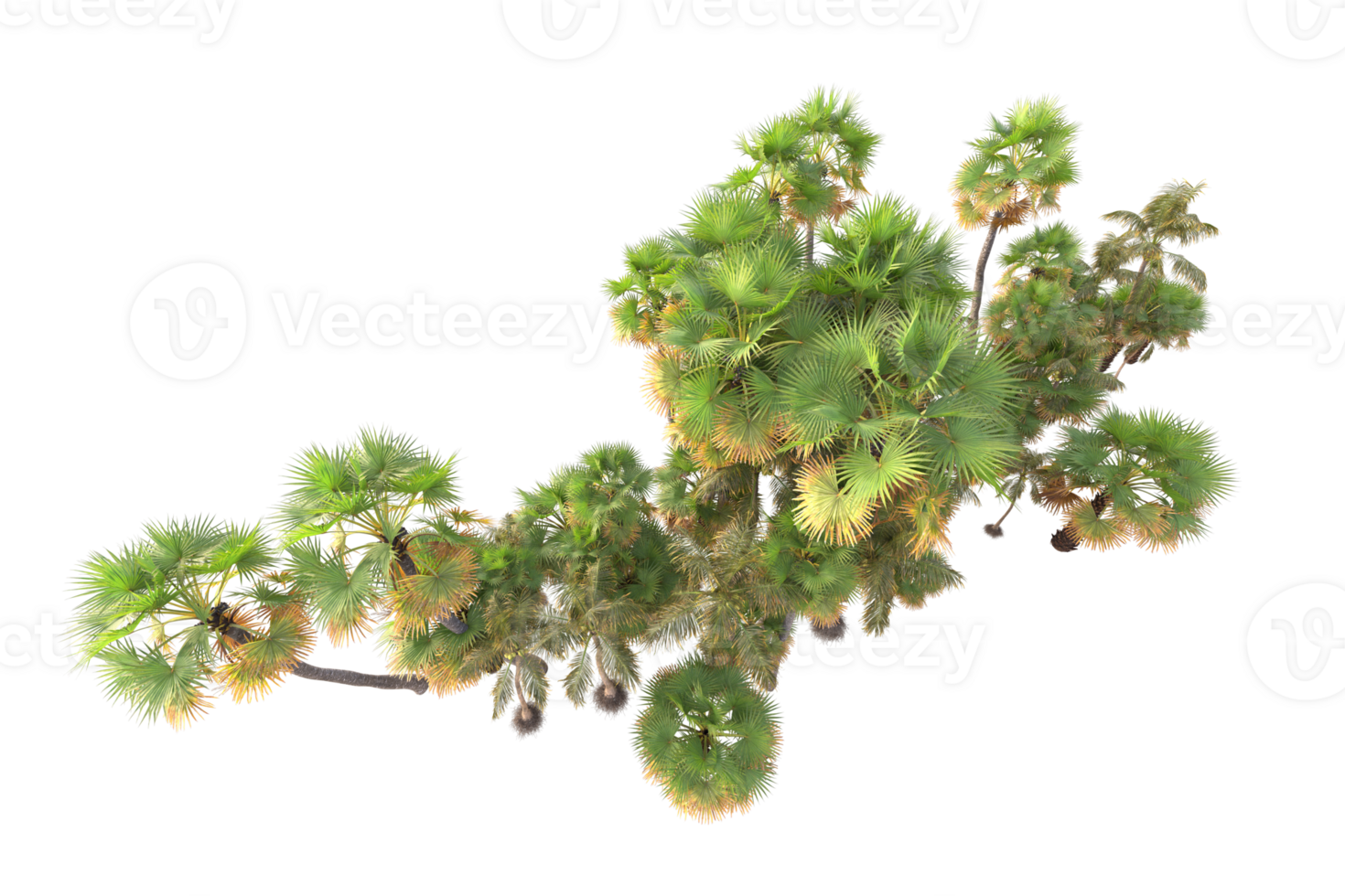 Tropical forest isolated on transparent background. 3d rendering - illustration png