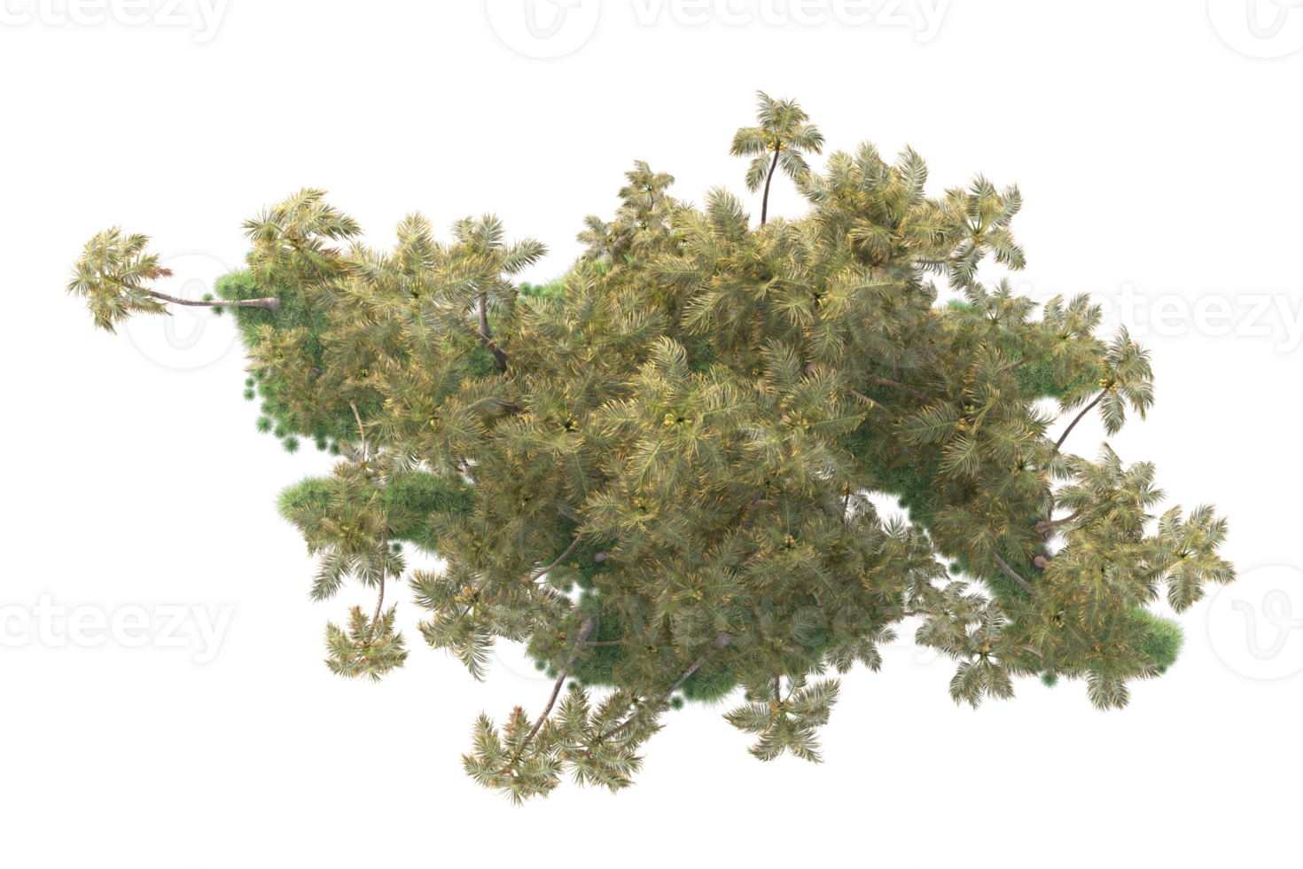 Tropical forest isolated on transparent background. 3d rendering - illustration png