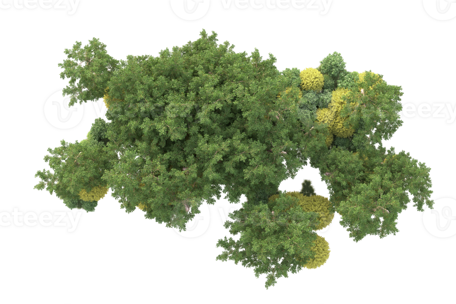 Tropical forest isolated on transparent background. 3d rendering - illustration png