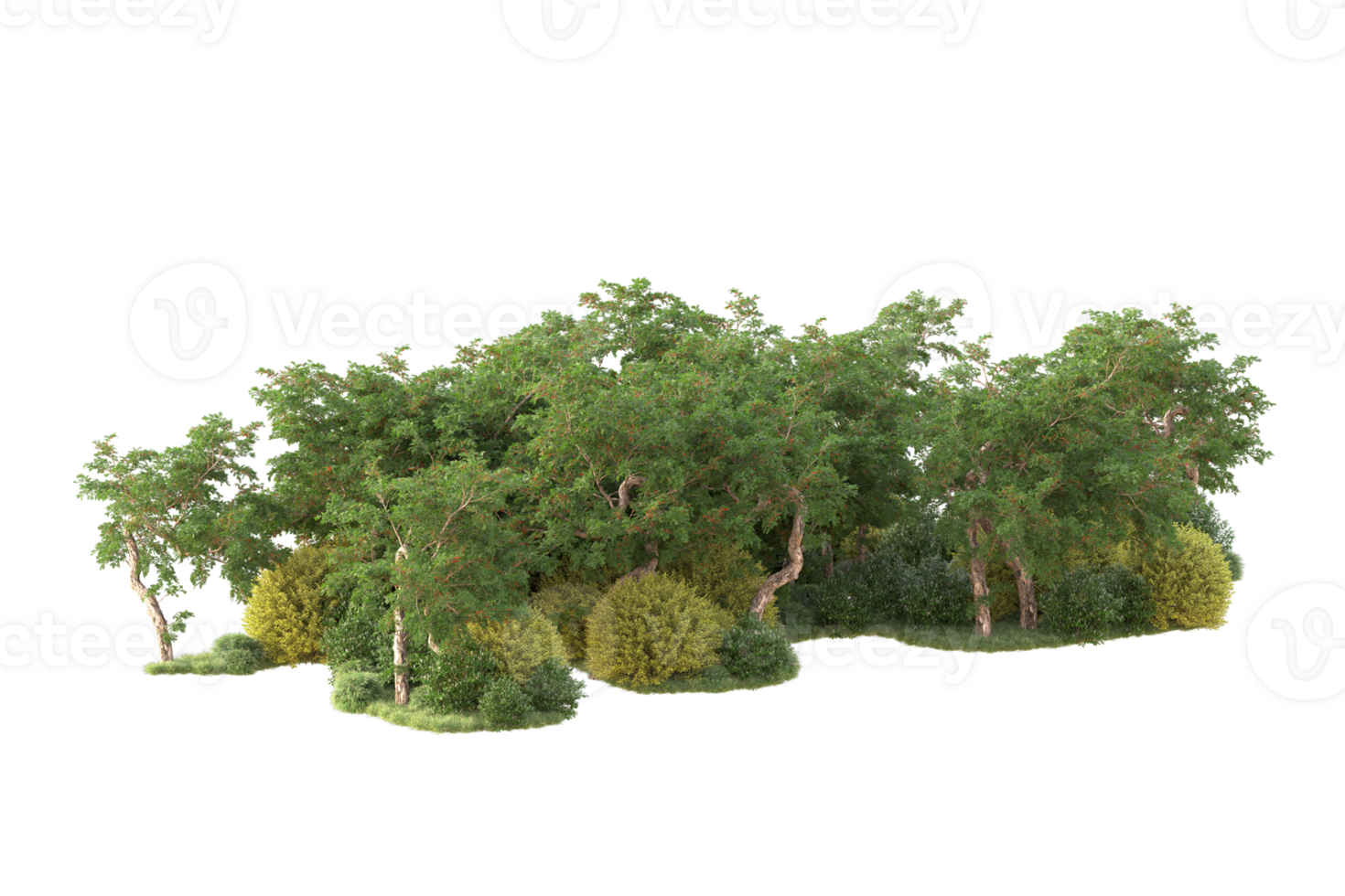 Tropical forest isolated on transparent background. 3d rendering - illustration png