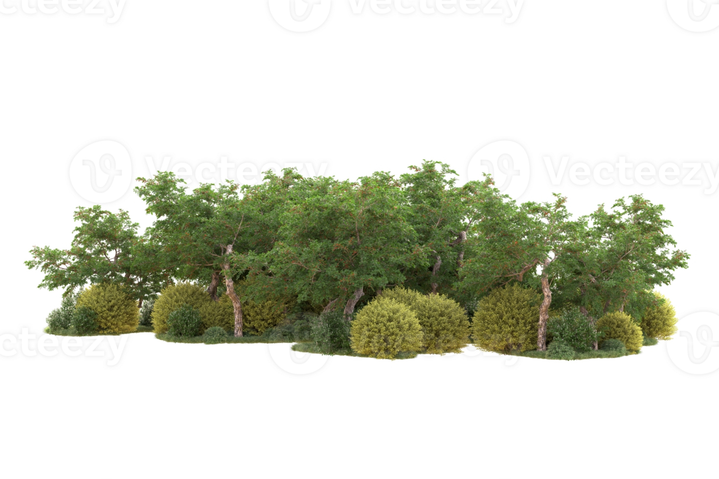 Tropical forest isolated on transparent background. 3d rendering - illustration png