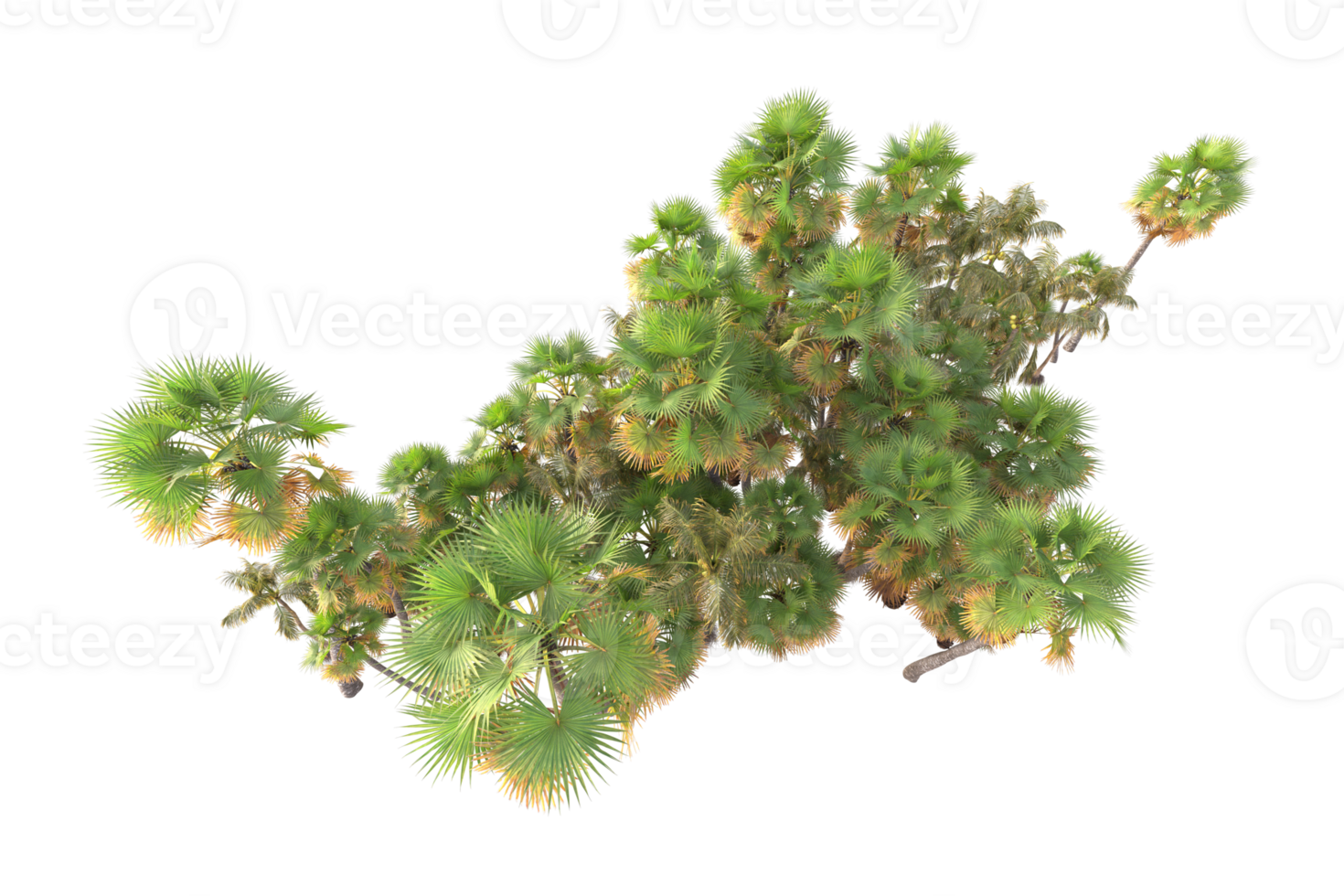 Tropical forest isolated on transparent background. 3d rendering - illustration png