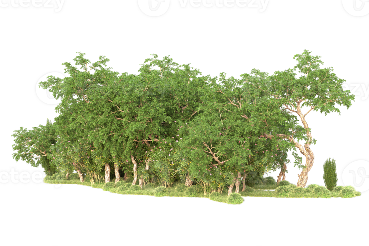 Tropical forest isolated on transparent background. 3d rendering - illustration png
