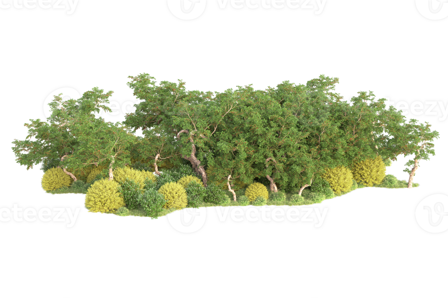 Tropical forest isolated on transparent background. 3d rendering - illustration png