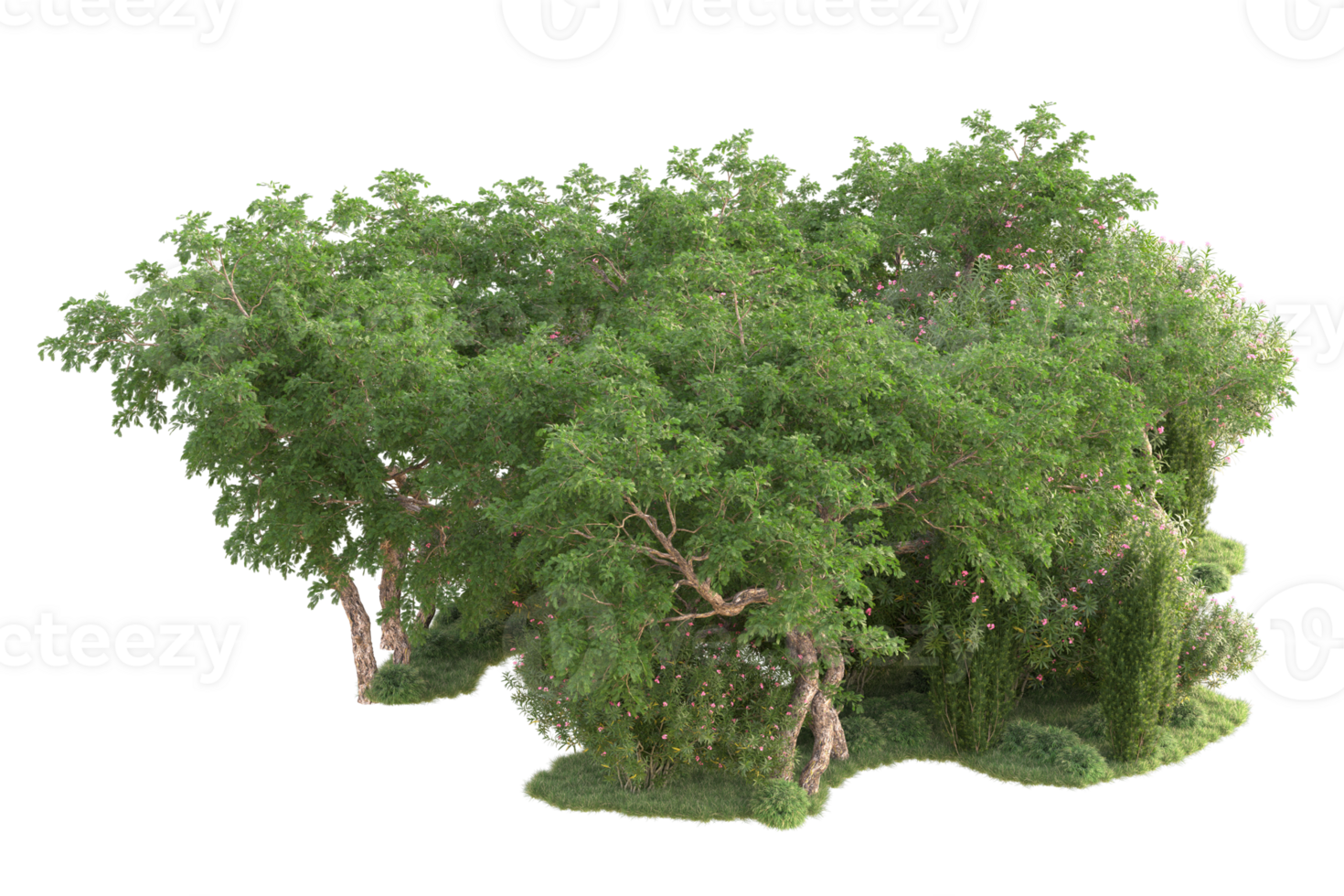 Tropical forest isolated on transparent background. 3d rendering - illustration png