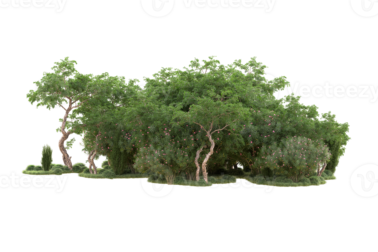 Tropical forest isolated on transparent background. 3d rendering - illustration png