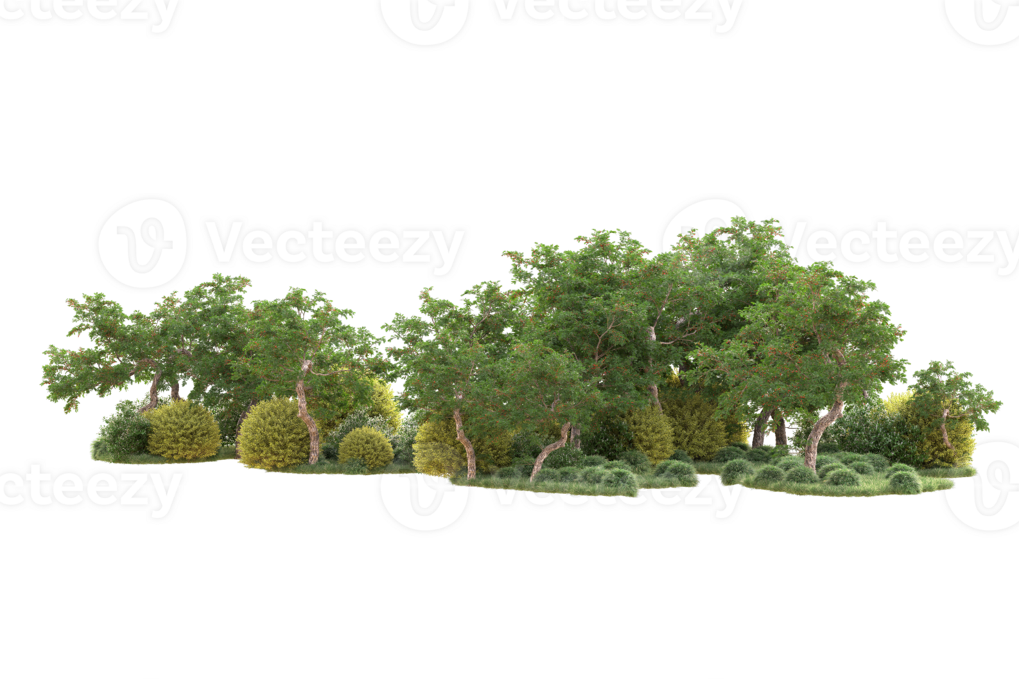 Tropical forest isolated on transparent background. 3d rendering - illustration png