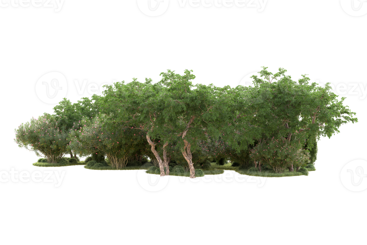 Tropical forest isolated on transparent background. 3d rendering - illustration png