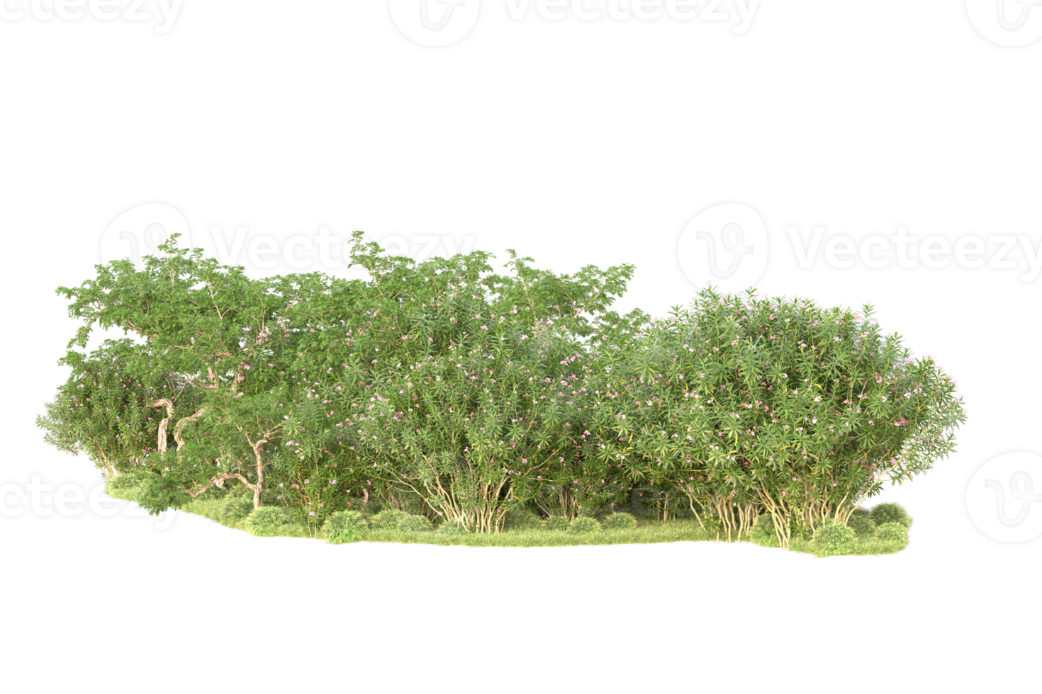 Tropical forest isolated on transparent background. 3d rendering - illustration png