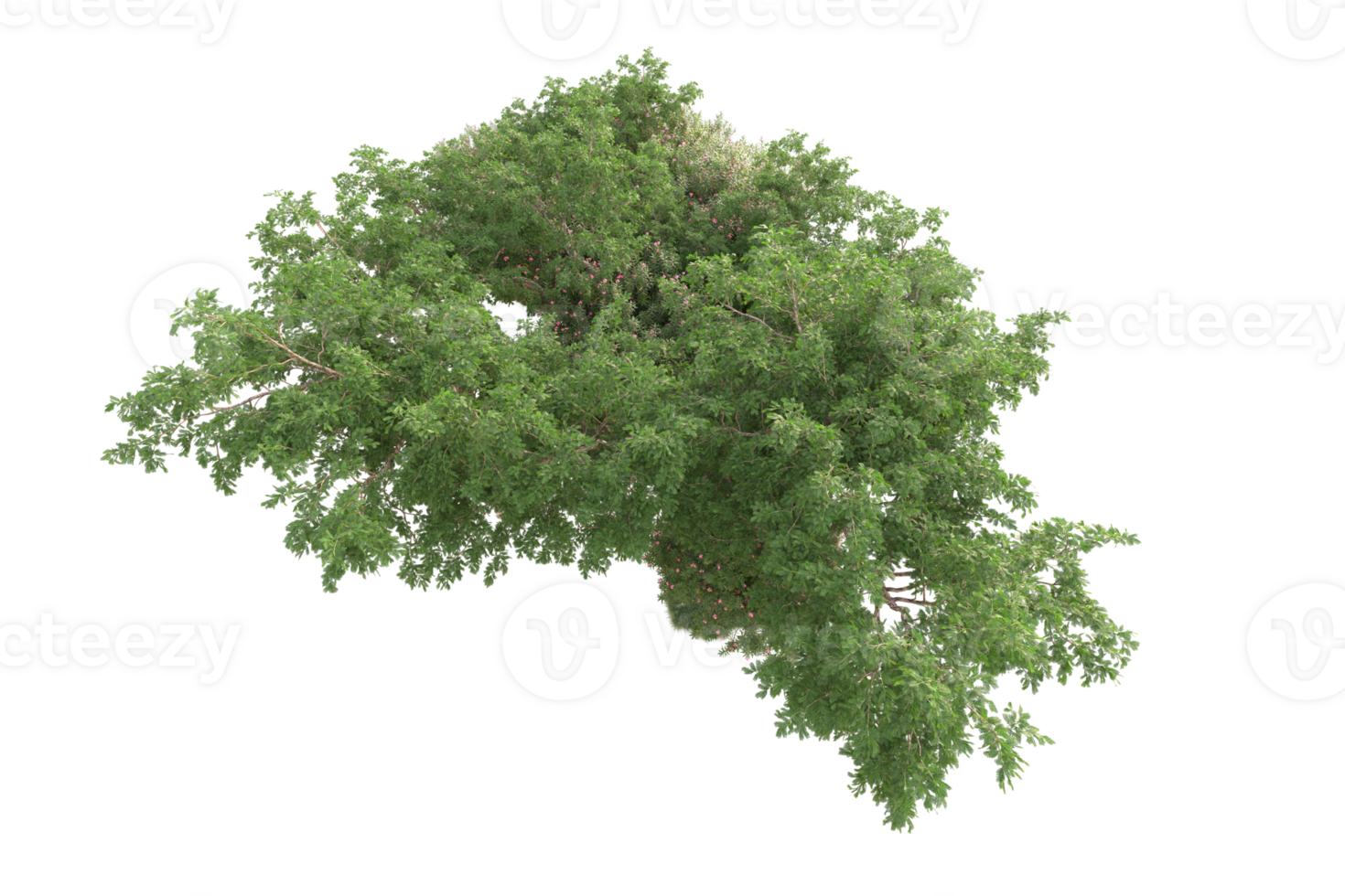 Tropical forest isolated on transparent background. 3d rendering - illustration png
