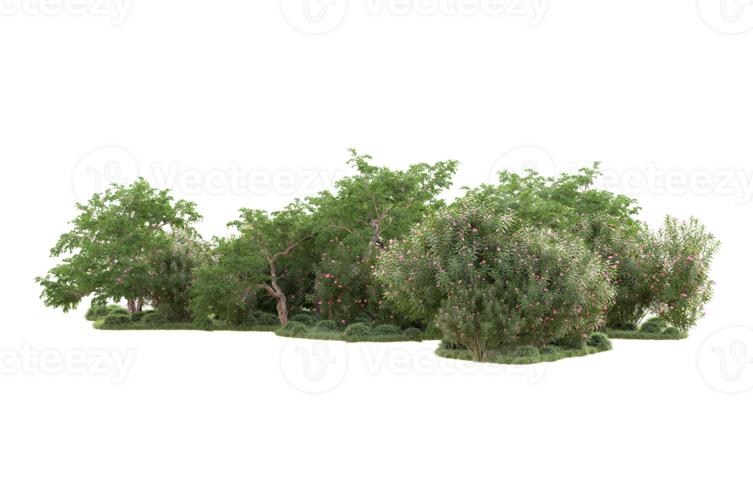 Tropical forest isolated on transparent background. 3d rendering - illustration png