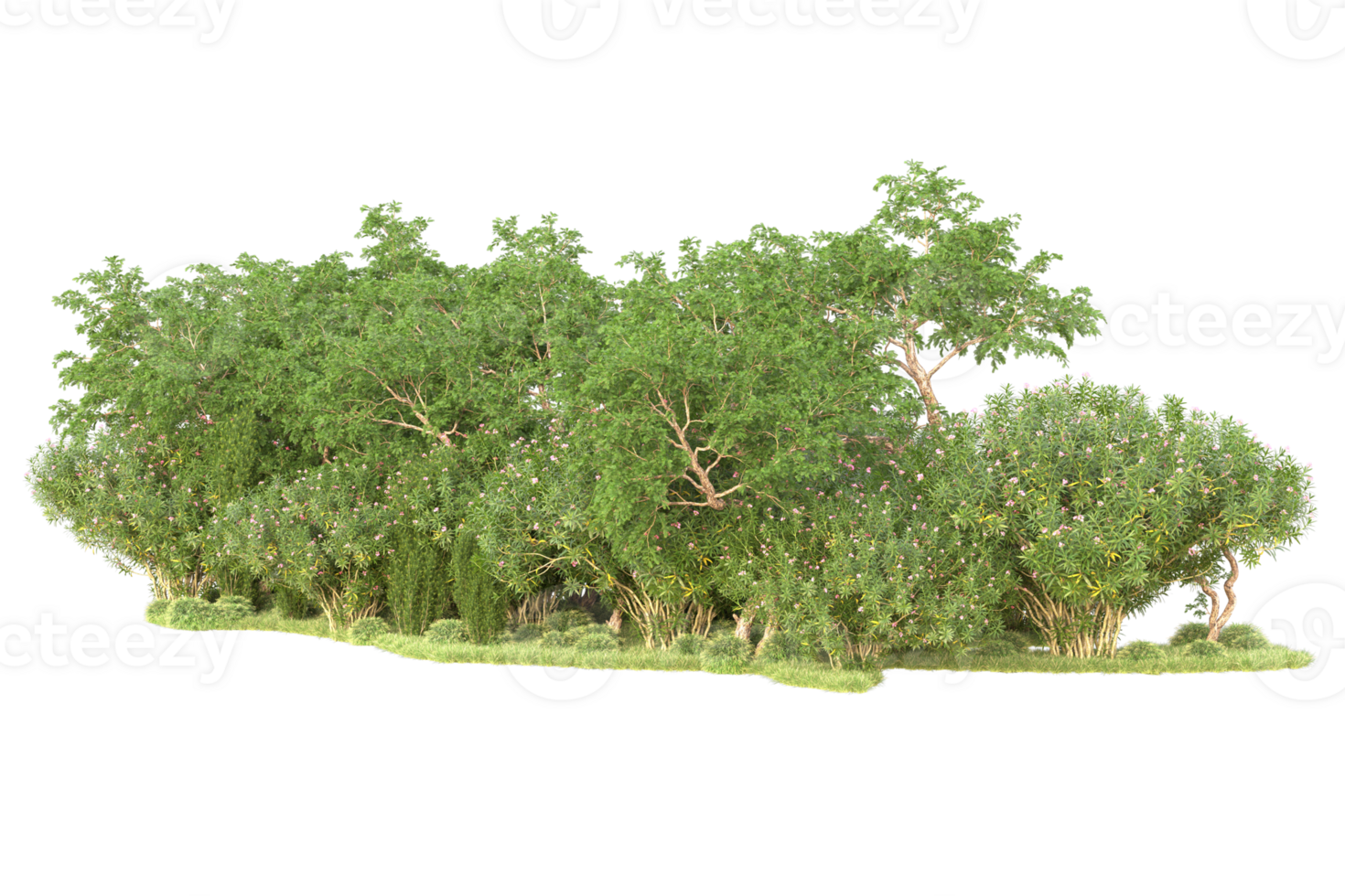 Tropical forest isolated on transparent background. 3d rendering - illustration png