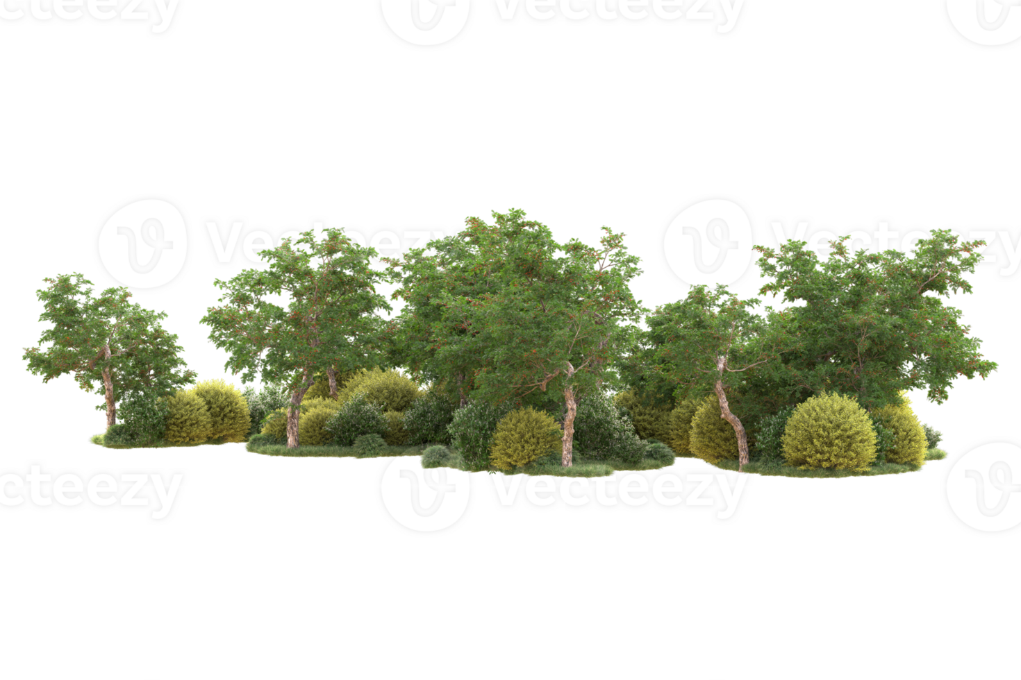 Tropical forest isolated on transparent background. 3d rendering - illustration png