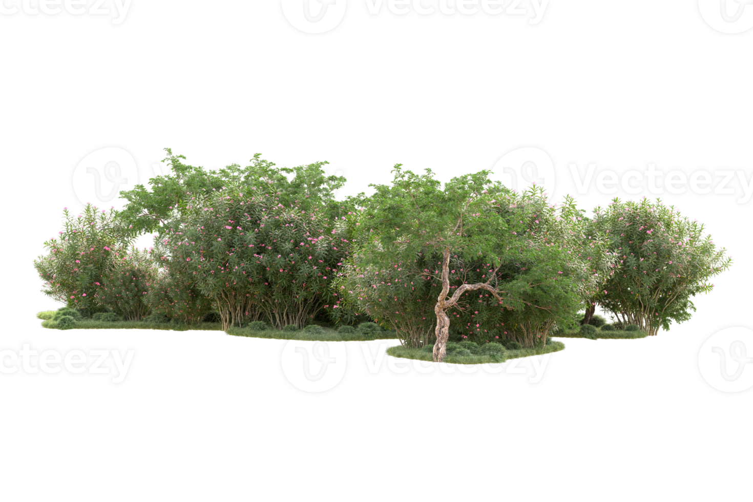 Tropical forest isolated on transparent background. 3d rendering - illustration png